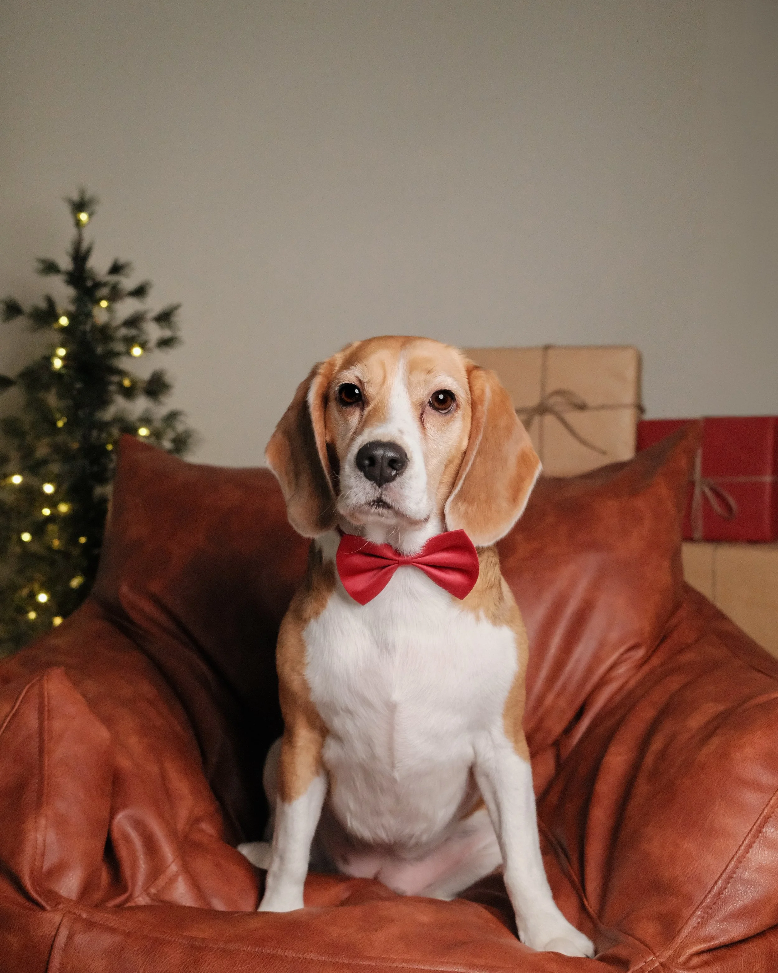Roxy x Nest Grooming Studio x Holidays.jpg
