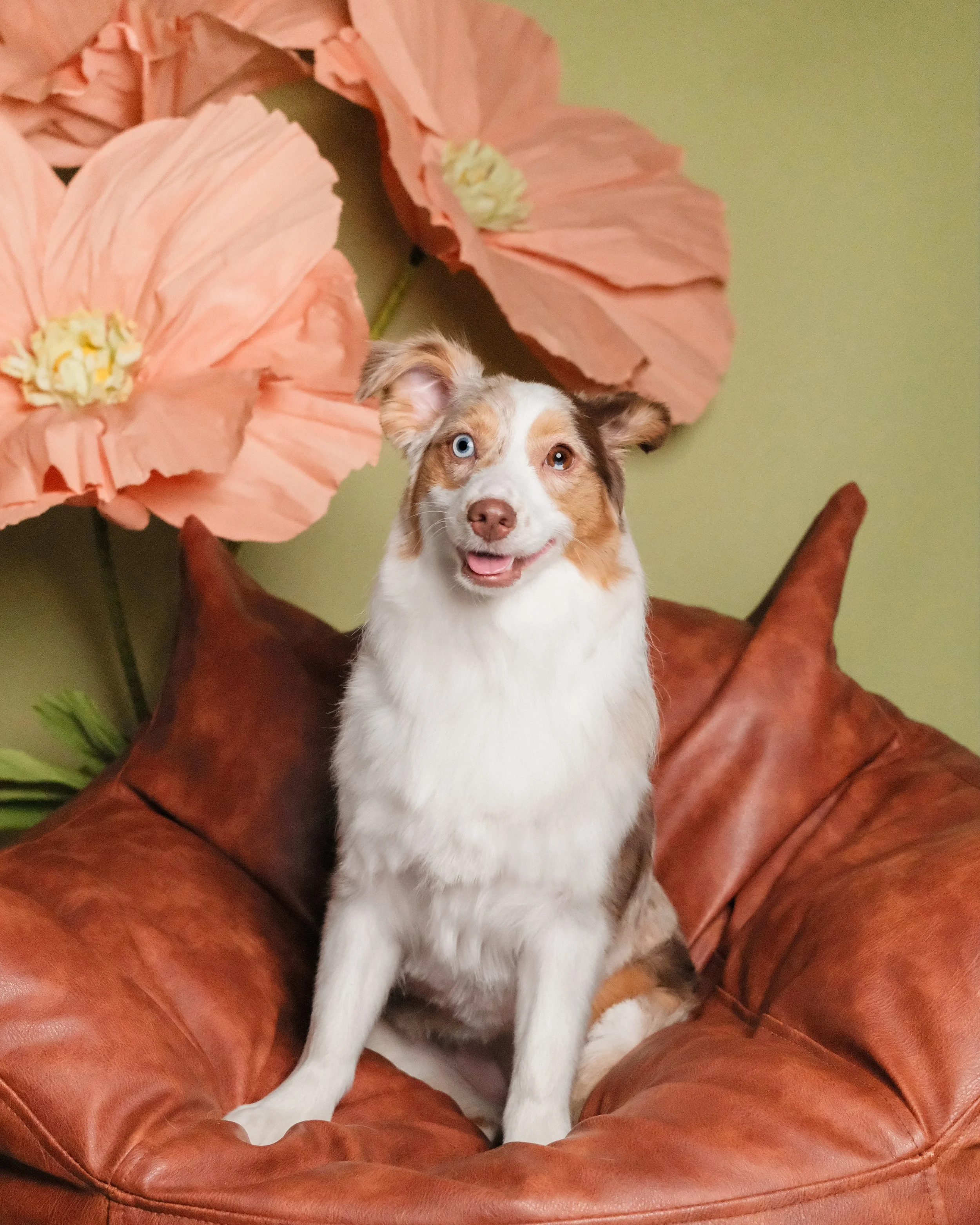 Cookie - Nest Grooming Studio-2.jpg