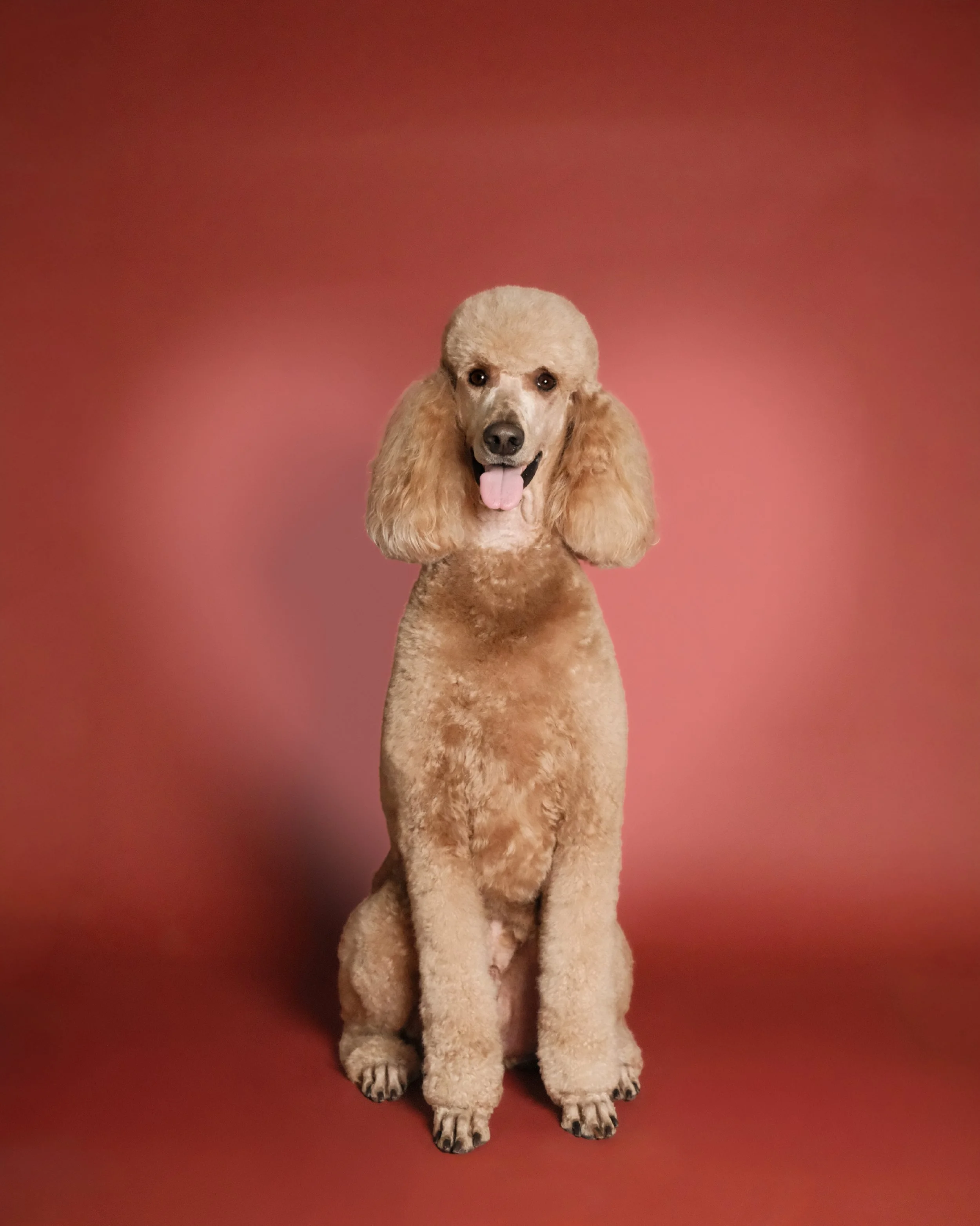 Archie x Nest Grooming Studio (1).jpg