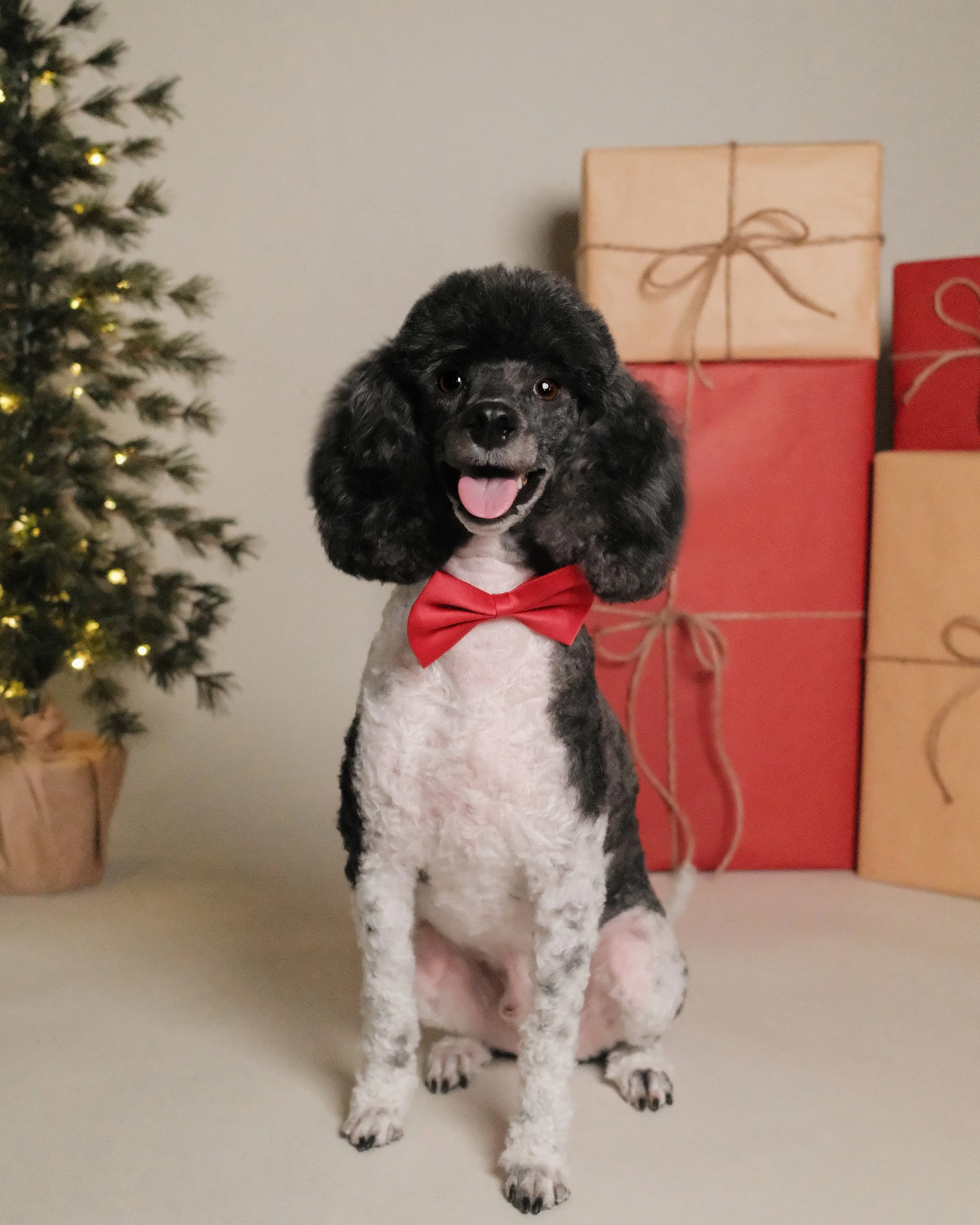 Juju x Nest Grooming Studio x Holidays-1.jpg