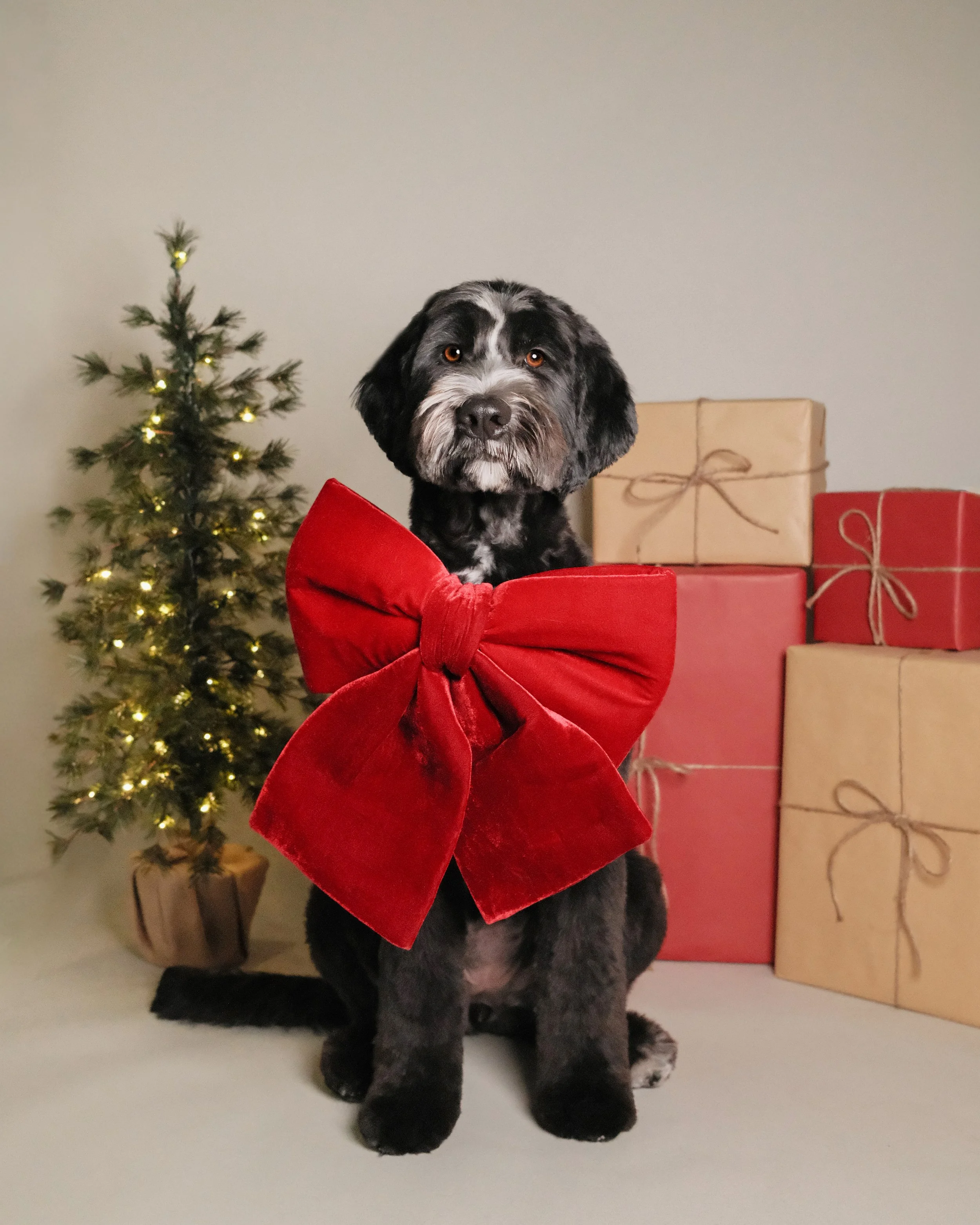 Millie x Nest Grooming Studio x Holidays.jpg