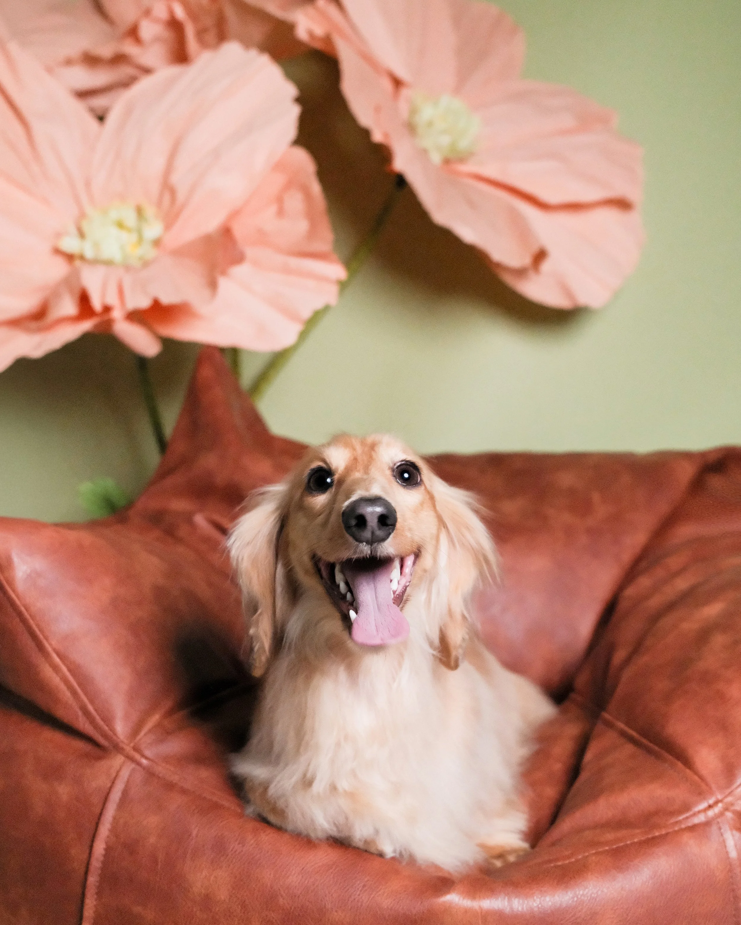 Charlie - Nest Grooming Studio.jpg