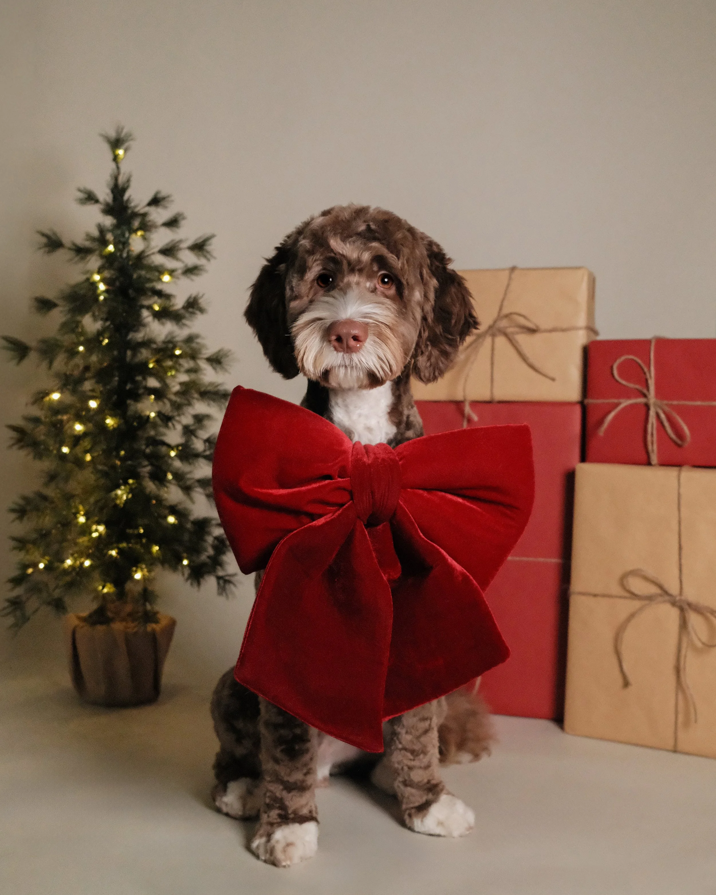 Jasper x Nest Grooming Studio x Holidays.jpg