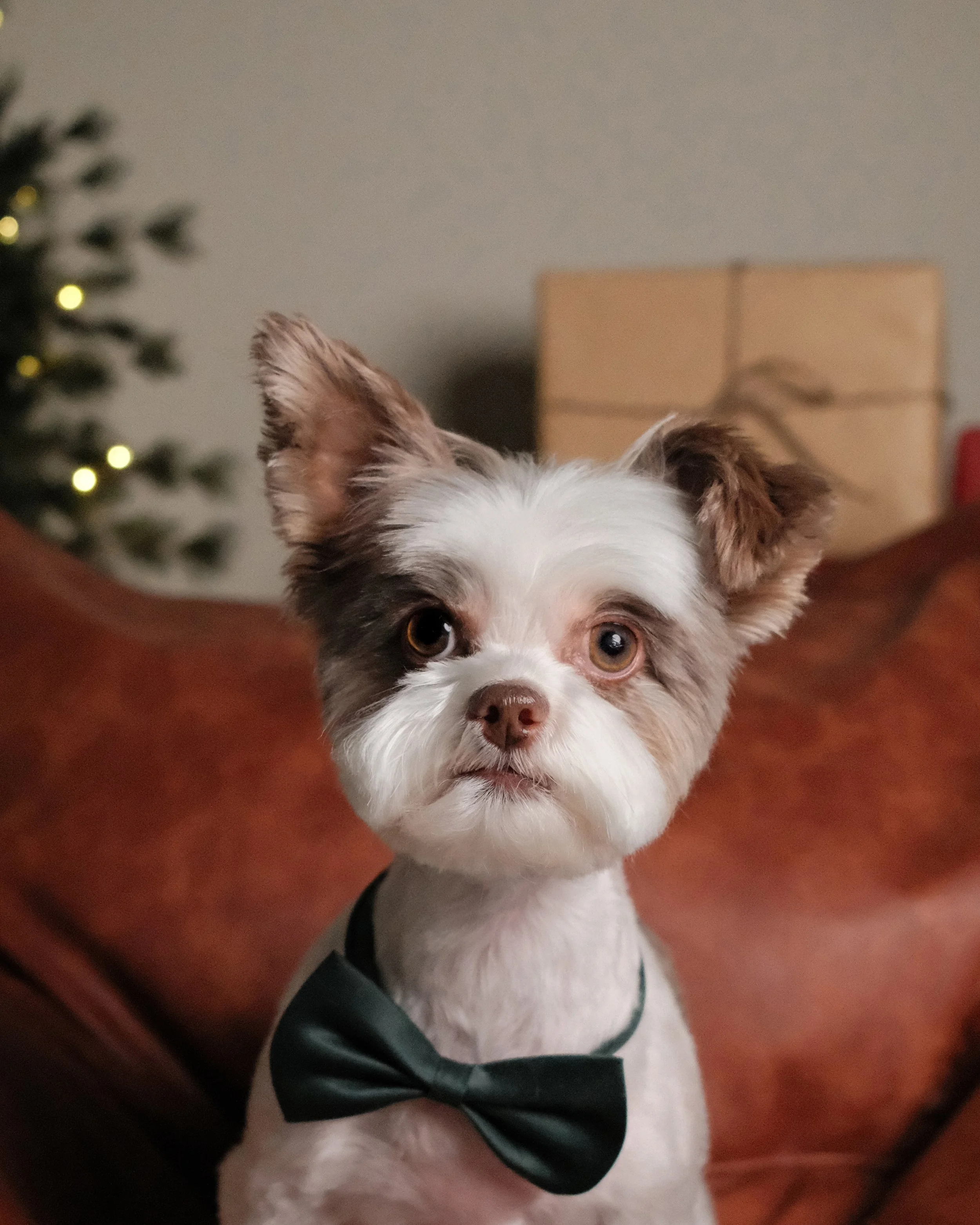 Coco x Nest Grooming Studio x Holidays-1.jpg