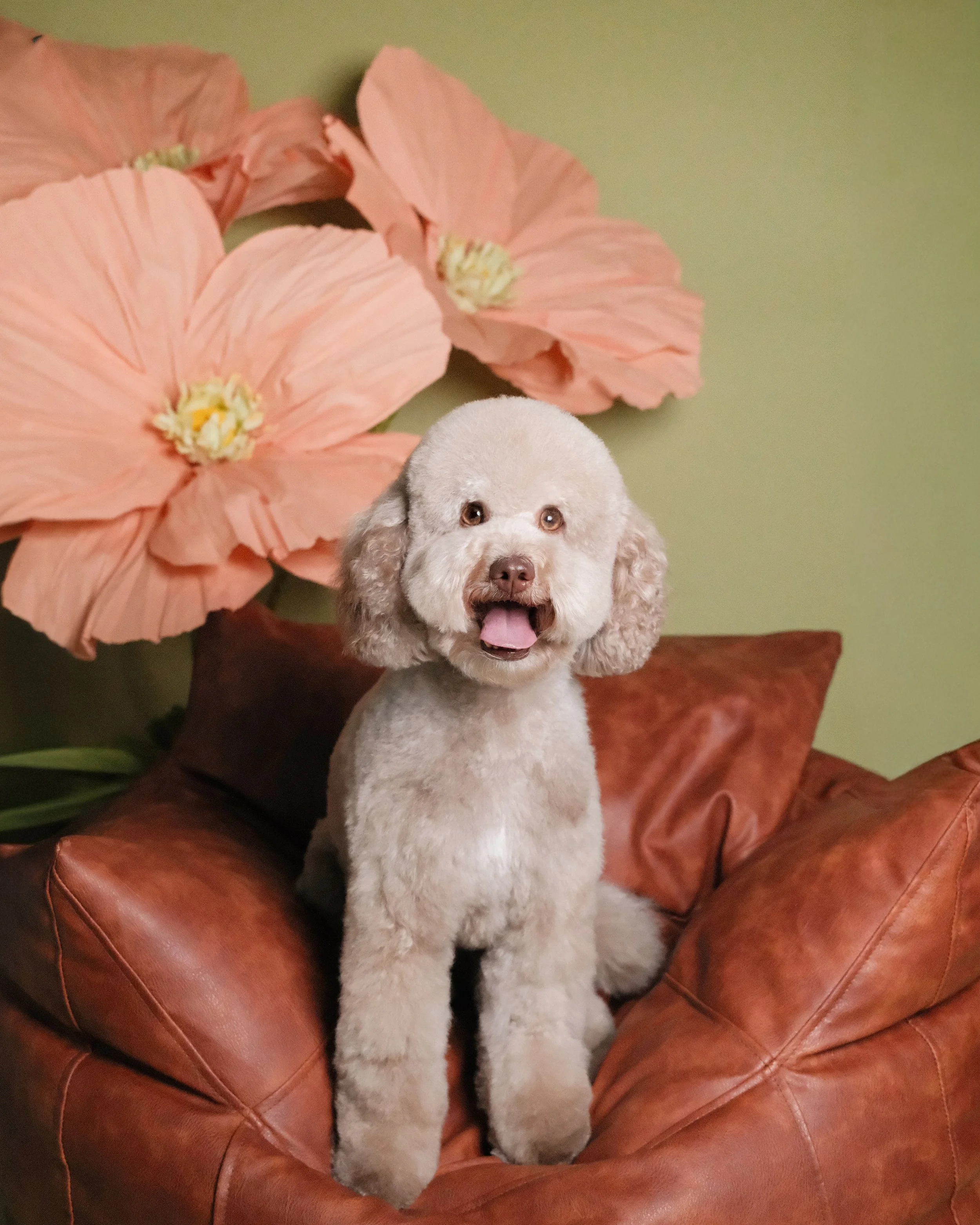 Sugar - Nest Grooming Studio.jpg