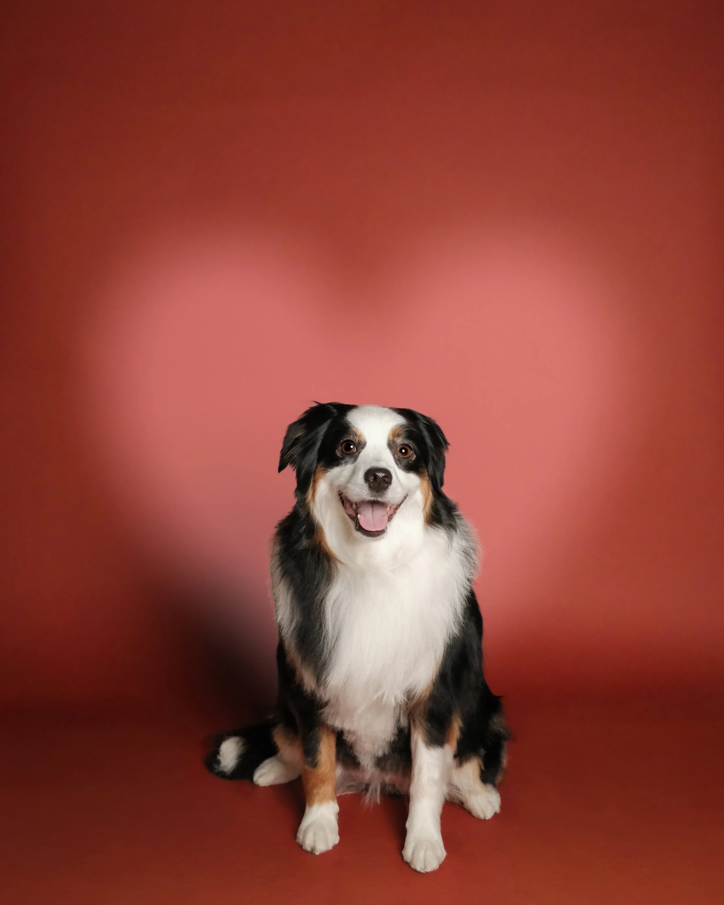 Bonita x Nest Grooming Studio.jpg