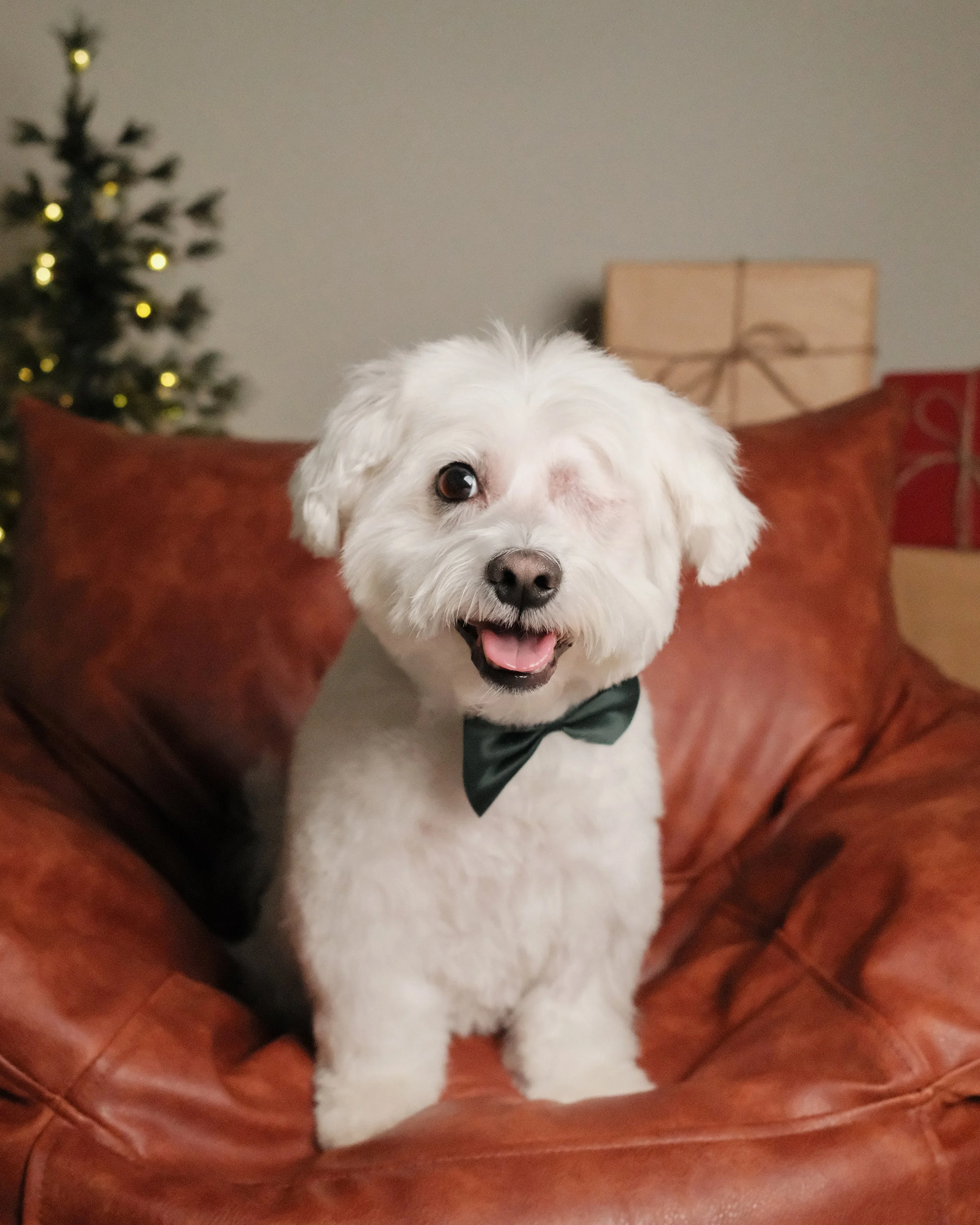 Ollie x Nest Grooming Studio x Holidays-1.jpg