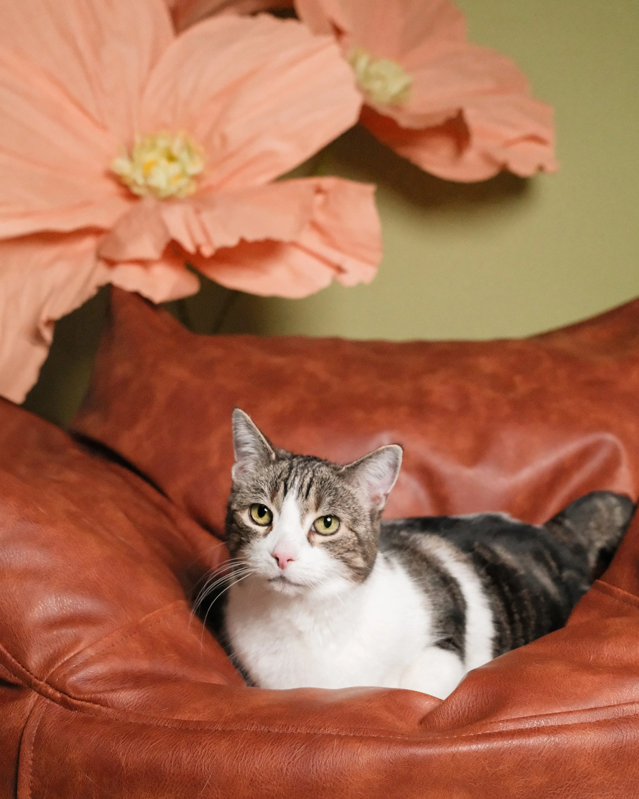 Meow Meow - Nest Grooming Studio.jpg