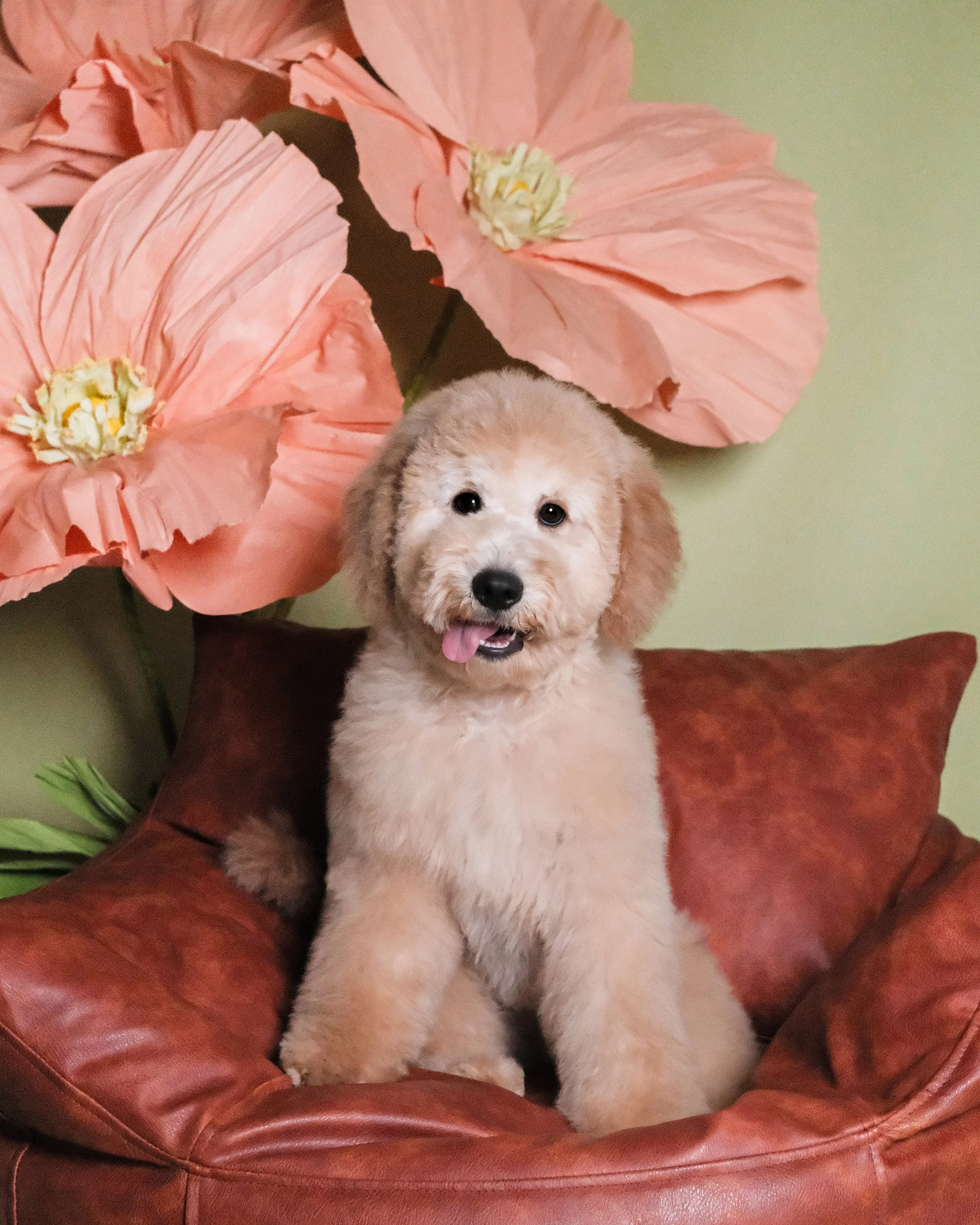 Peanut - Nest Grooming Studio.jpg