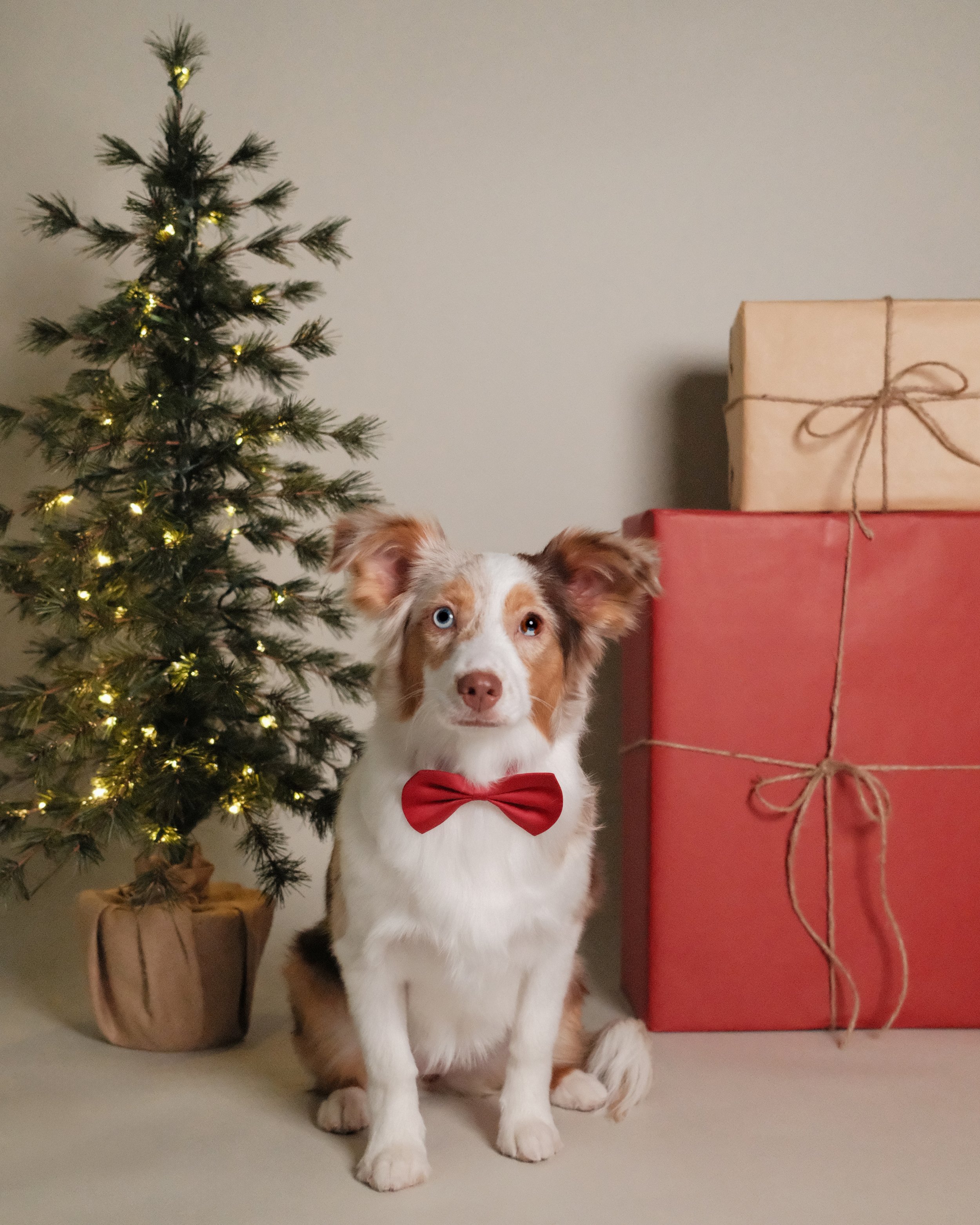 Cookie x Nest Grooming Studio x Holidays.jpg