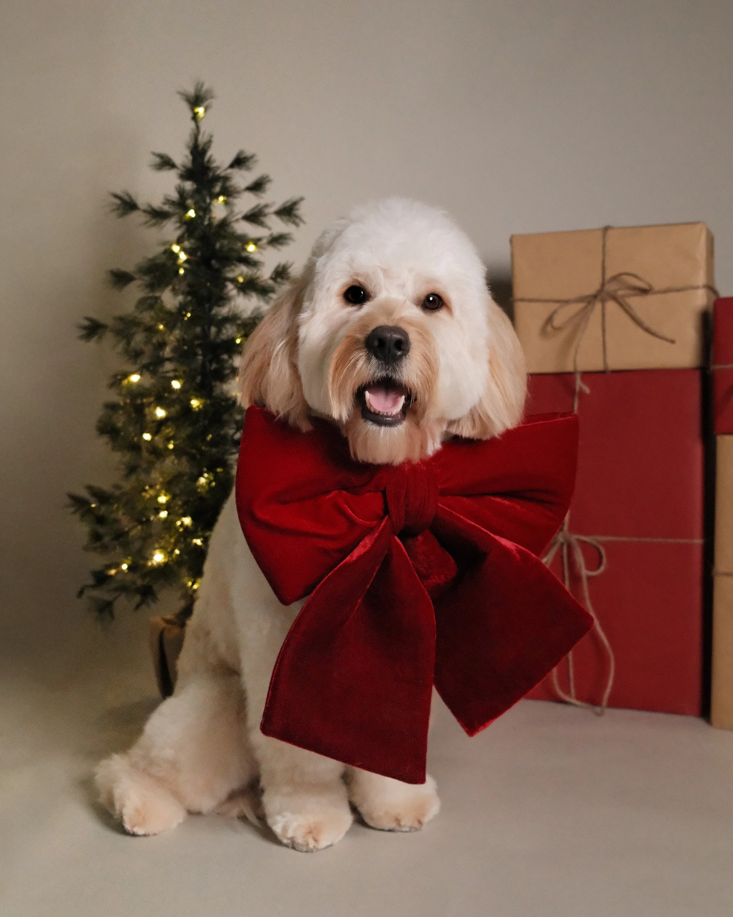 Henry x Nest Grooming Studio x Holidays-1.jpg