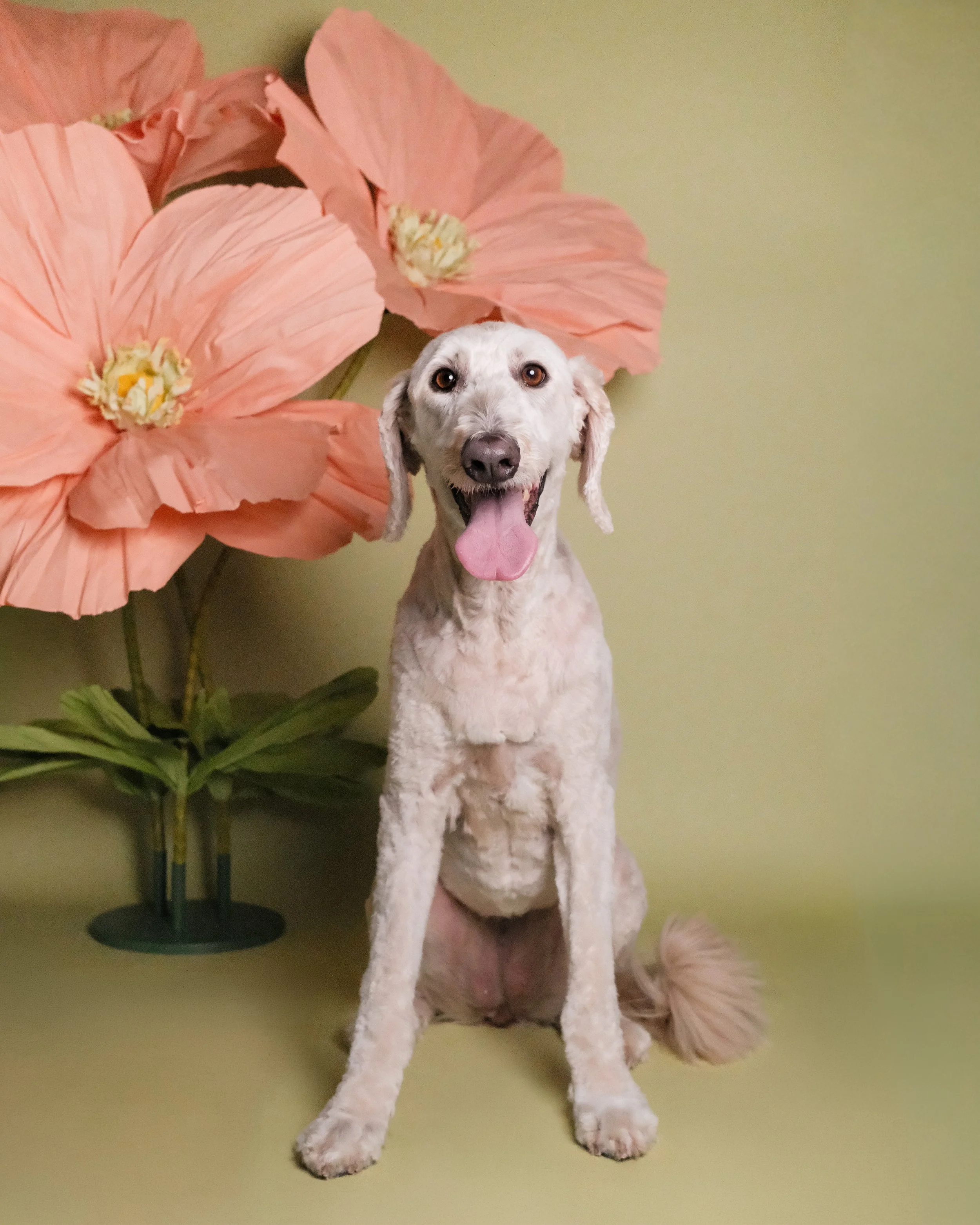 Leia - Nest Grooming Studio.jpg