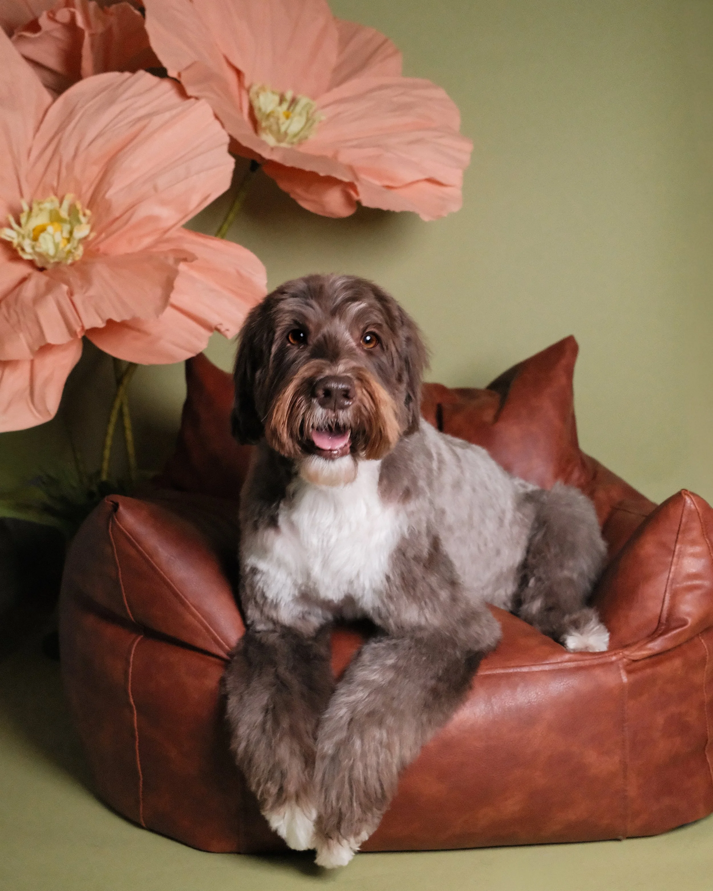 Maude - Nest Grooming Studio.jpg