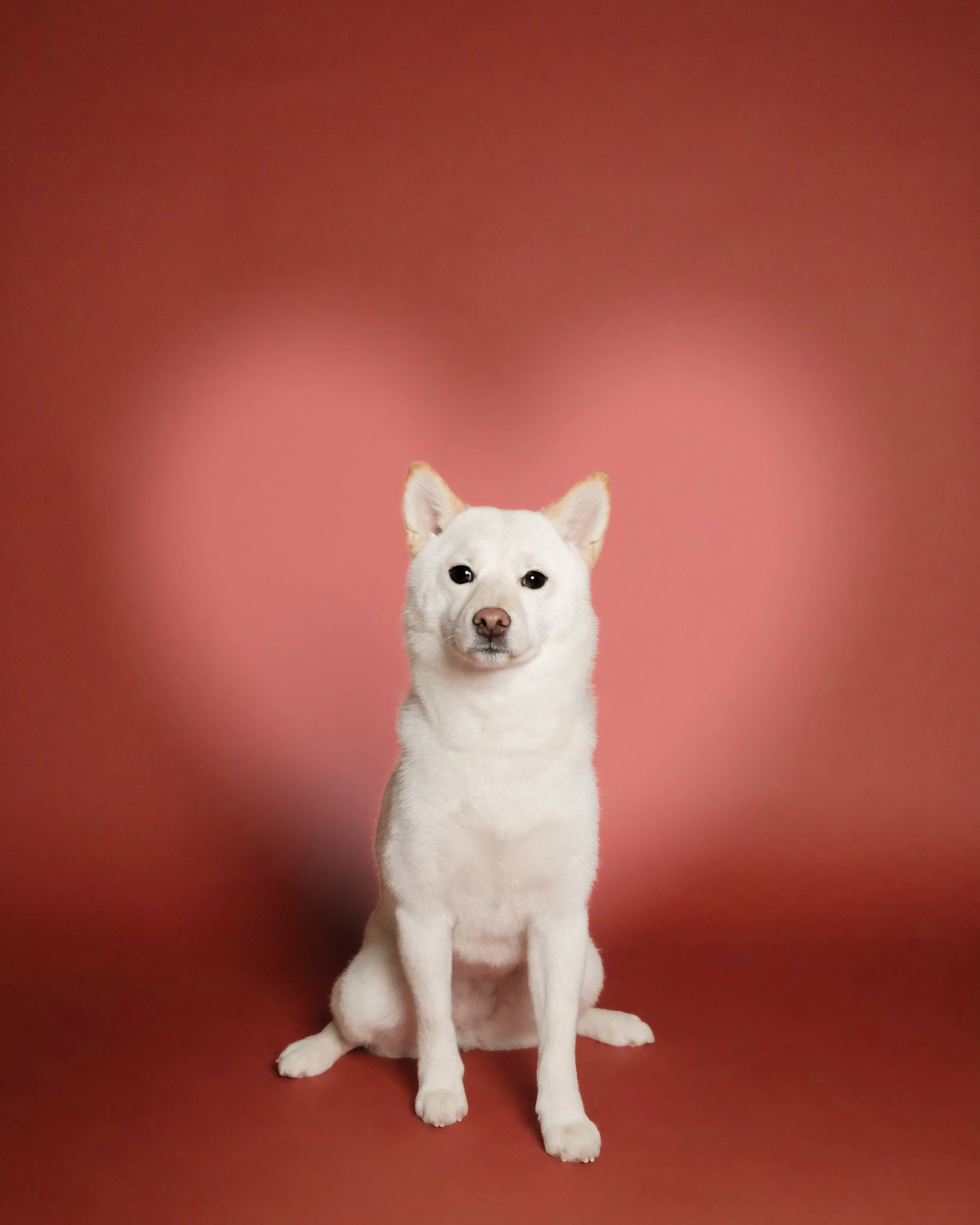 Kira x Nest Grooming Studio.jpg