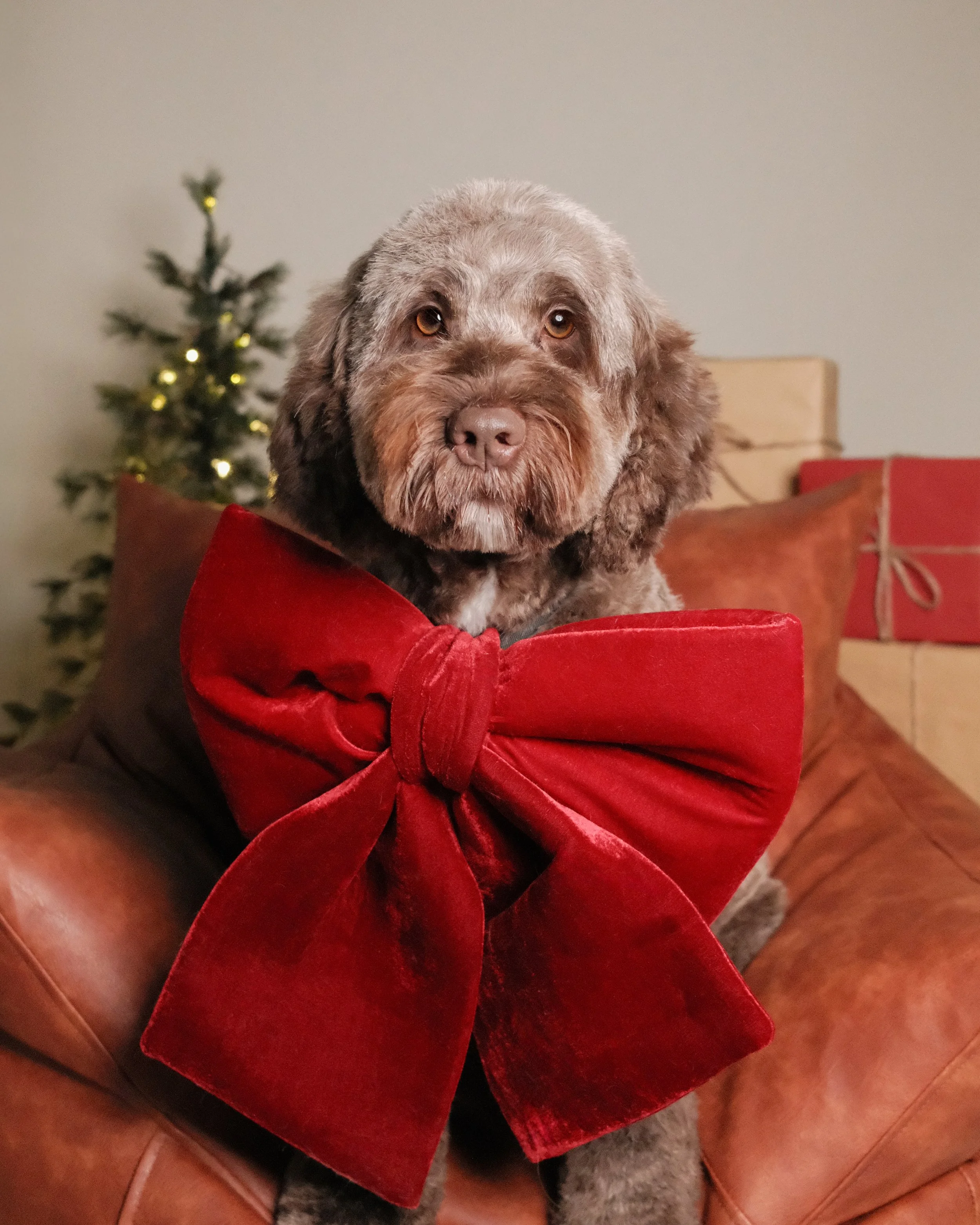 Maya x Nest Grooming Studio x Holidays-1.jpg