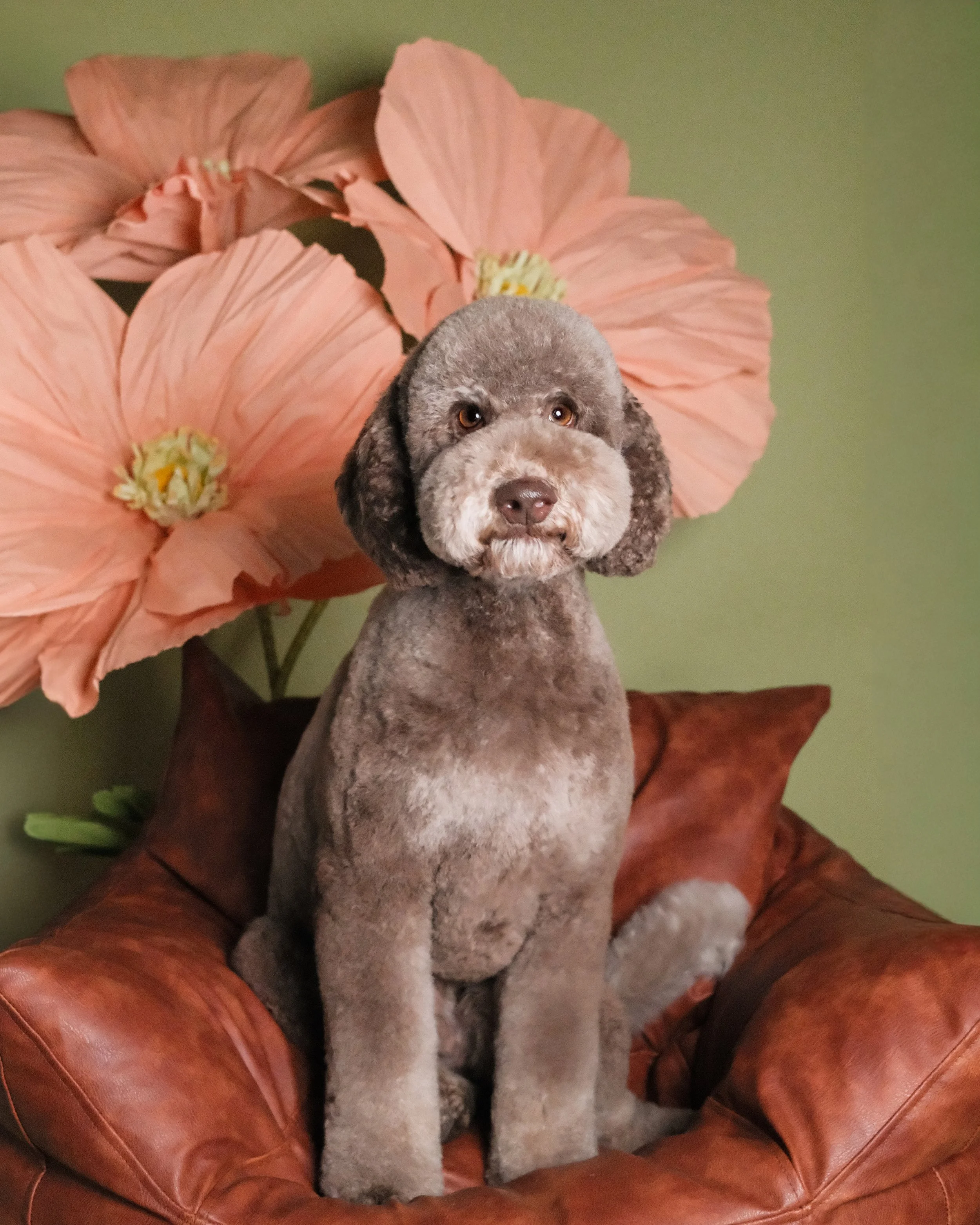 Po - Nest Grooming Studio.jpg