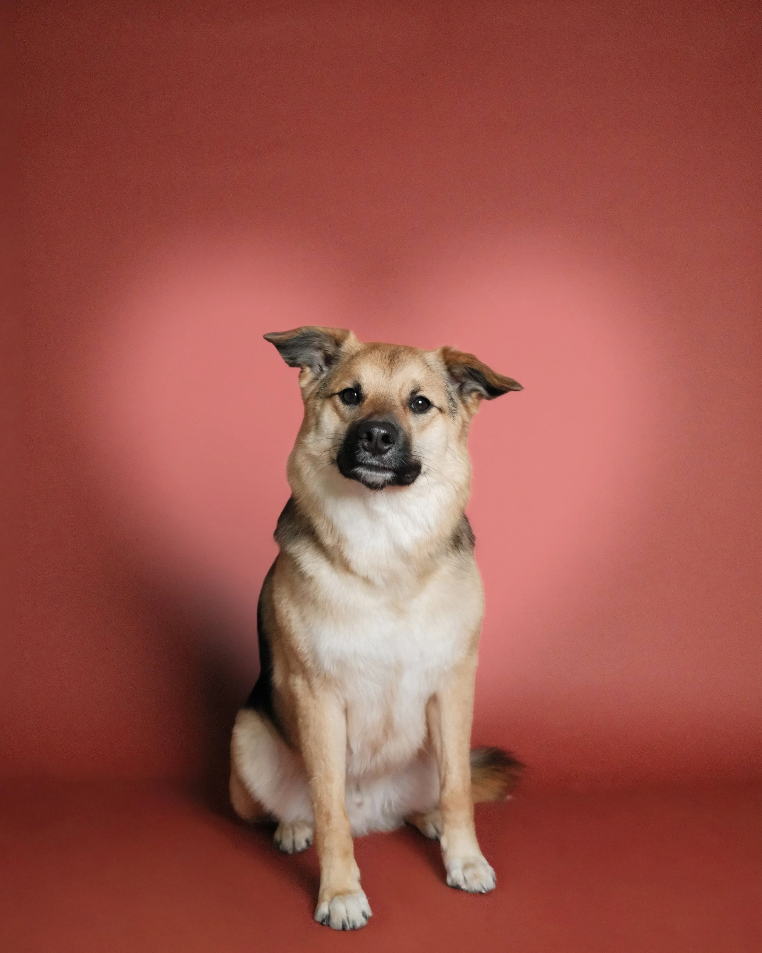 Pluto x Nest Grooming Studio.jpg