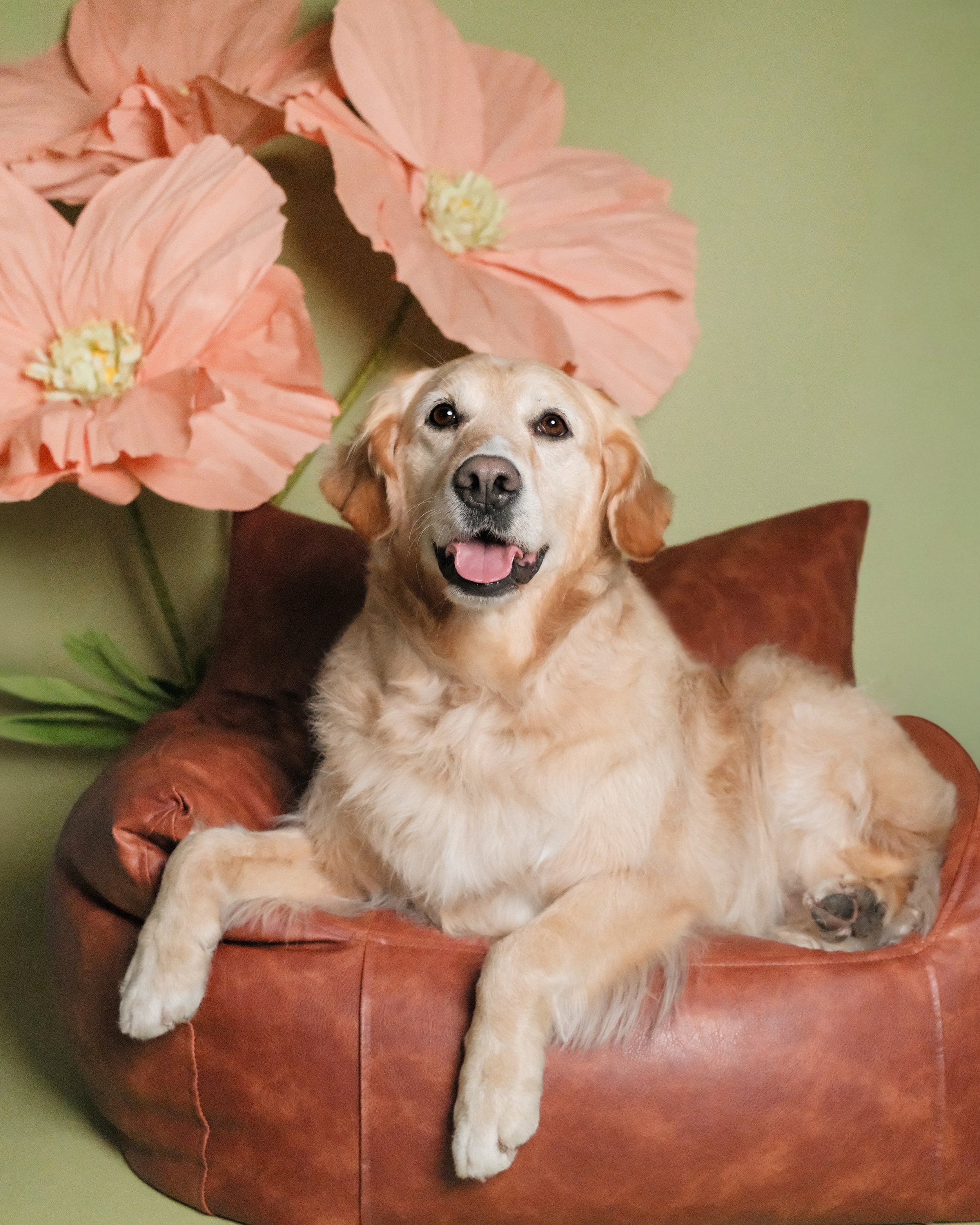 Ollie - Nest Grooming Studio.jpg