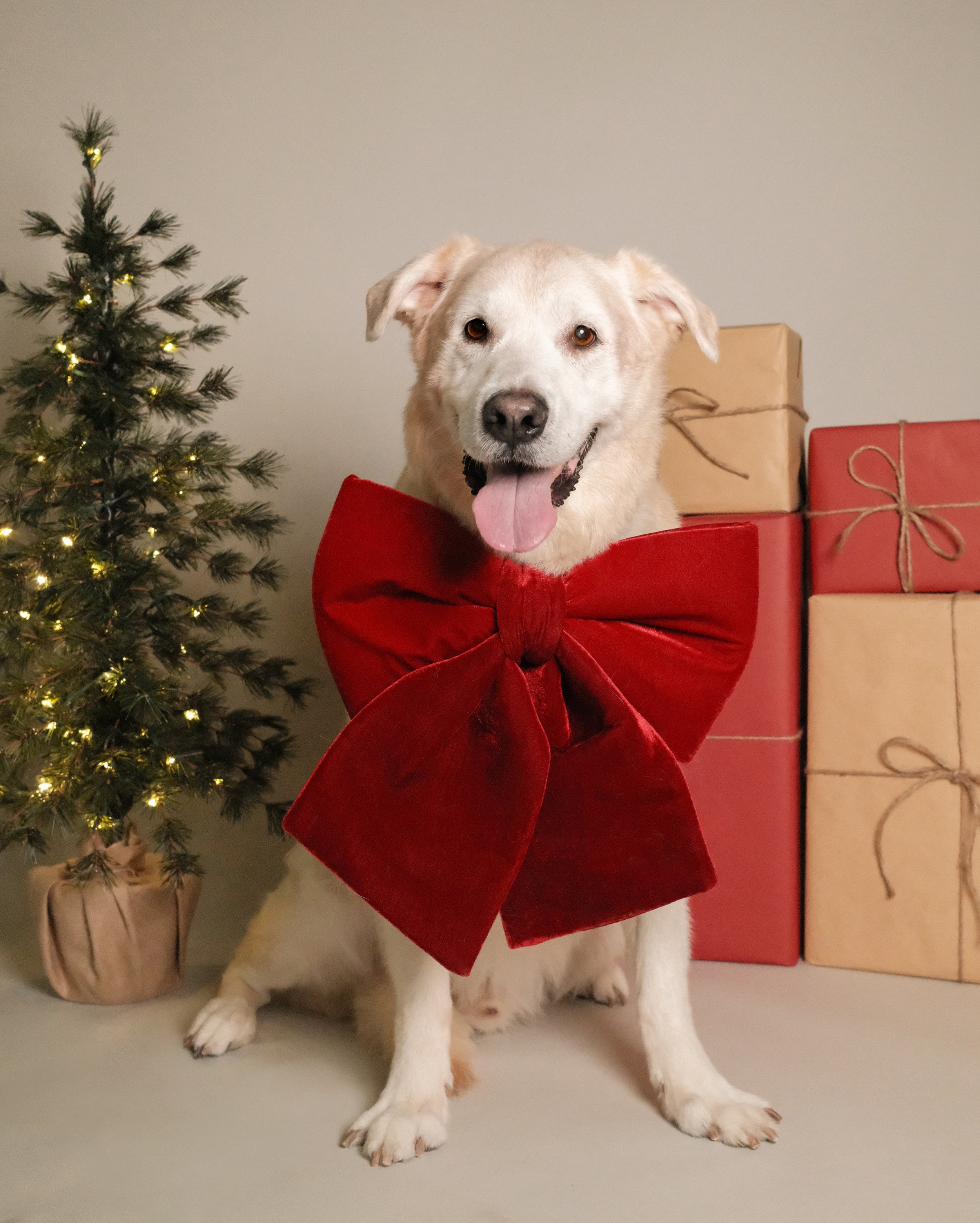 Rocky x Nest Grooming Studio x Holidays.jpg