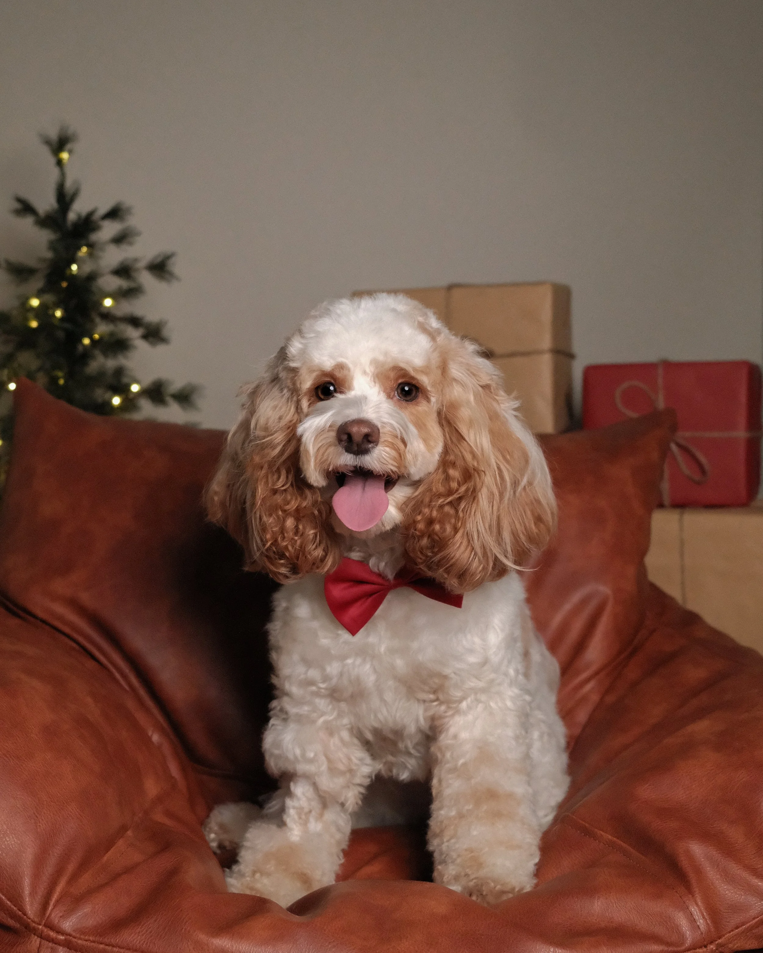 Yummy x Nest Grooming Studio x Holidays-1.jpg