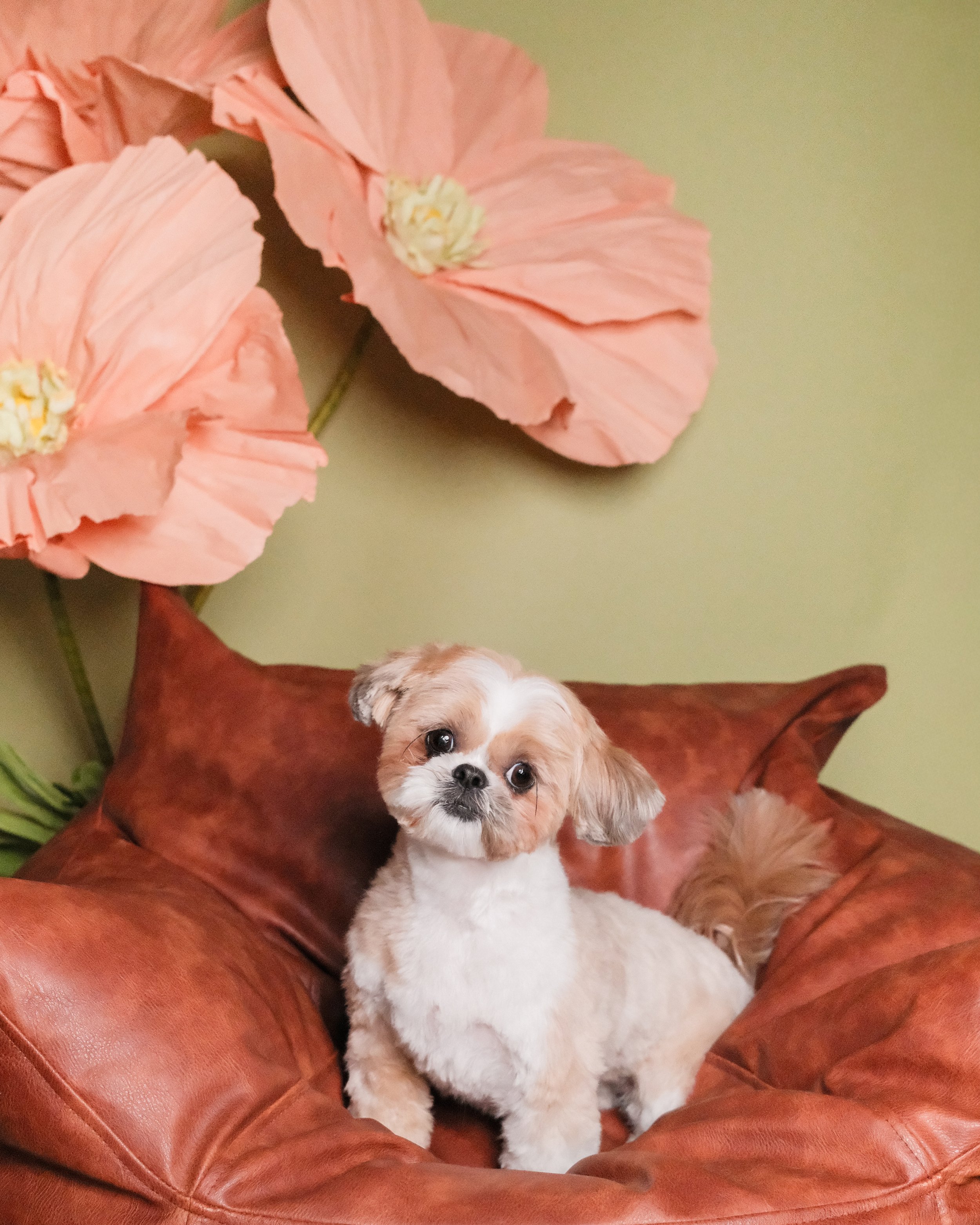 Lola - Nest Grooming Studio.jpg