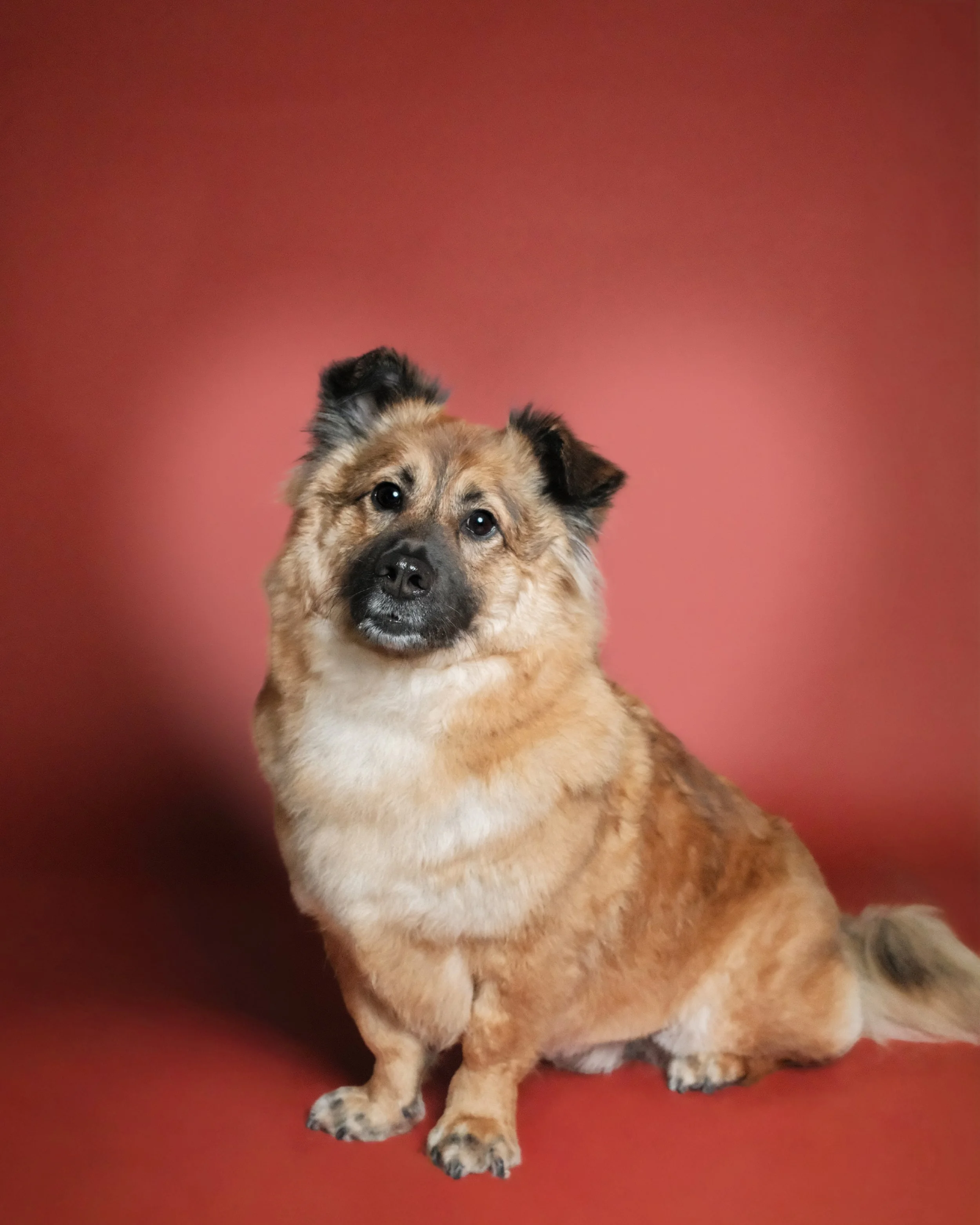 Zuri x Nest Grooming Studio-1.jpg