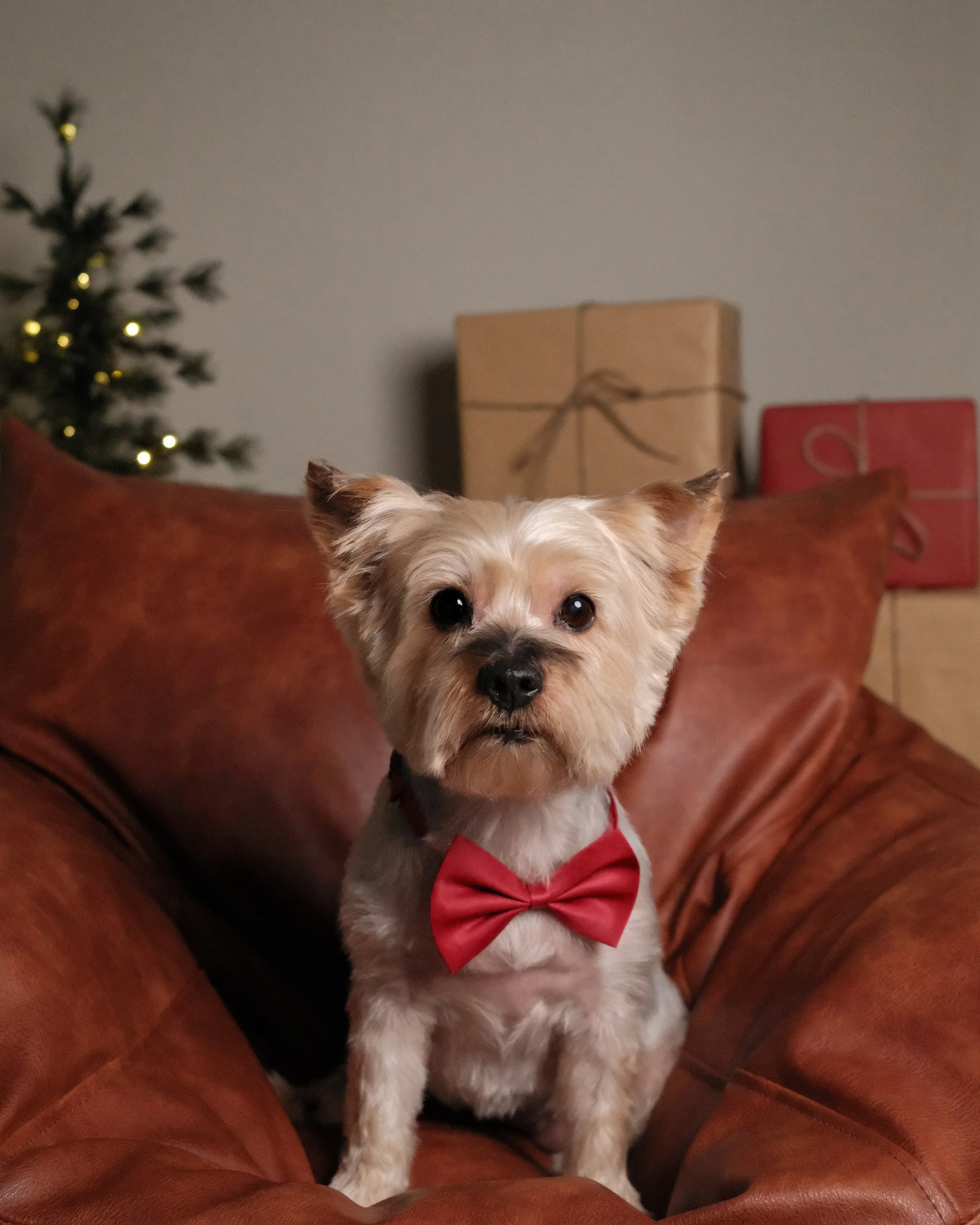 Chanel x Nest Grooming Studio x Holidays.jpg