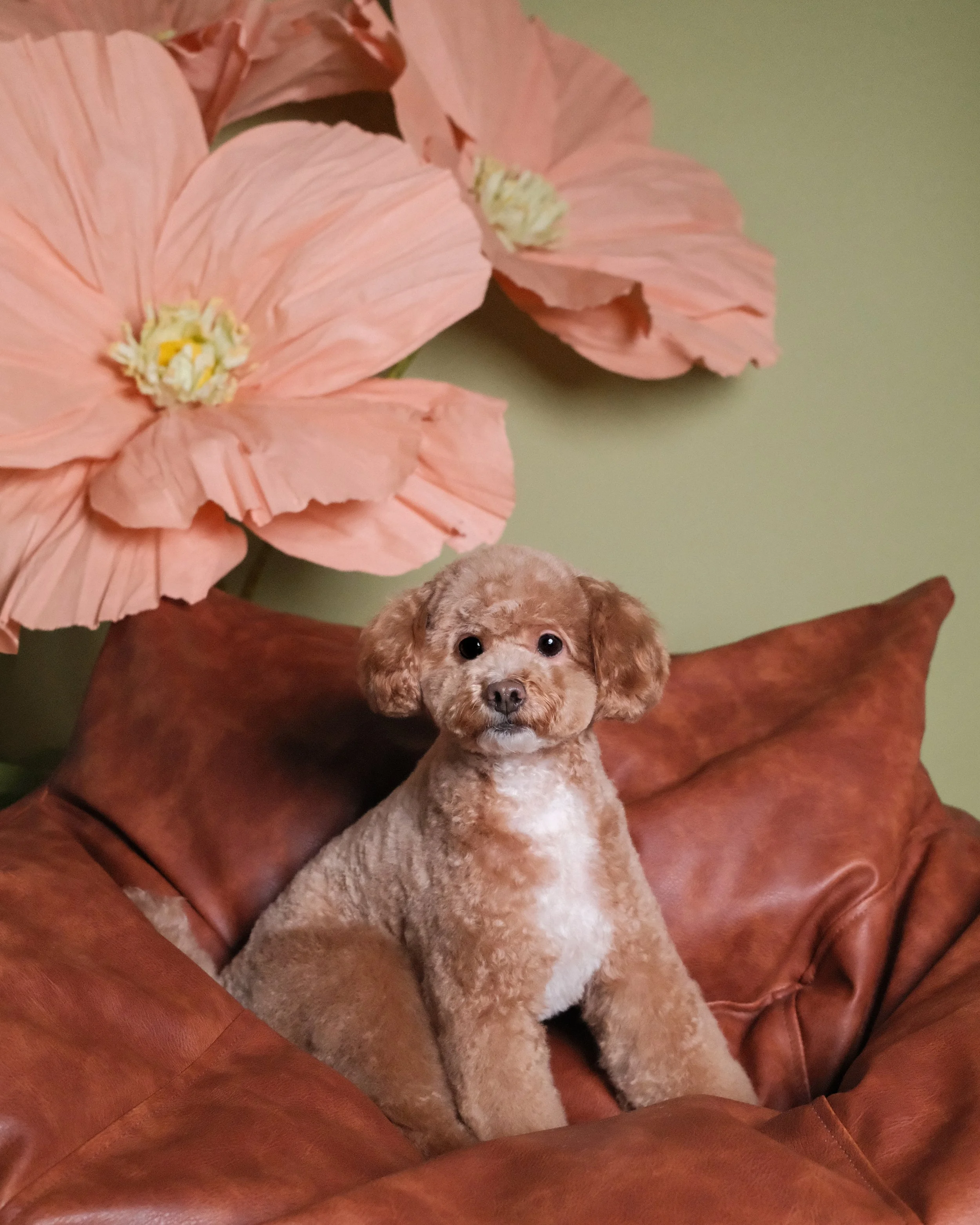 Milo - Nest Grooming Studio.jpg