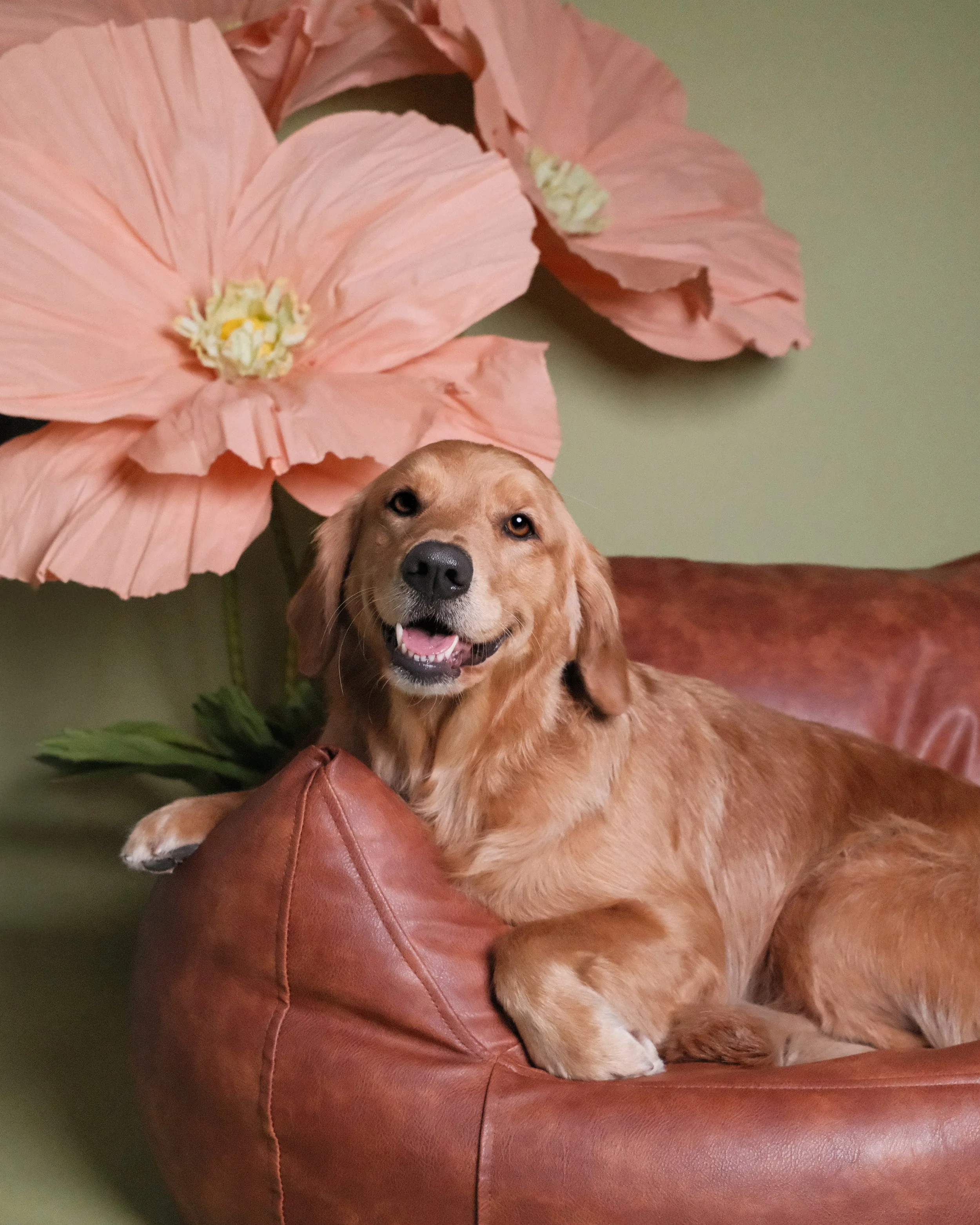 Annabelle - Nest Grooming Studio-3.jpg
