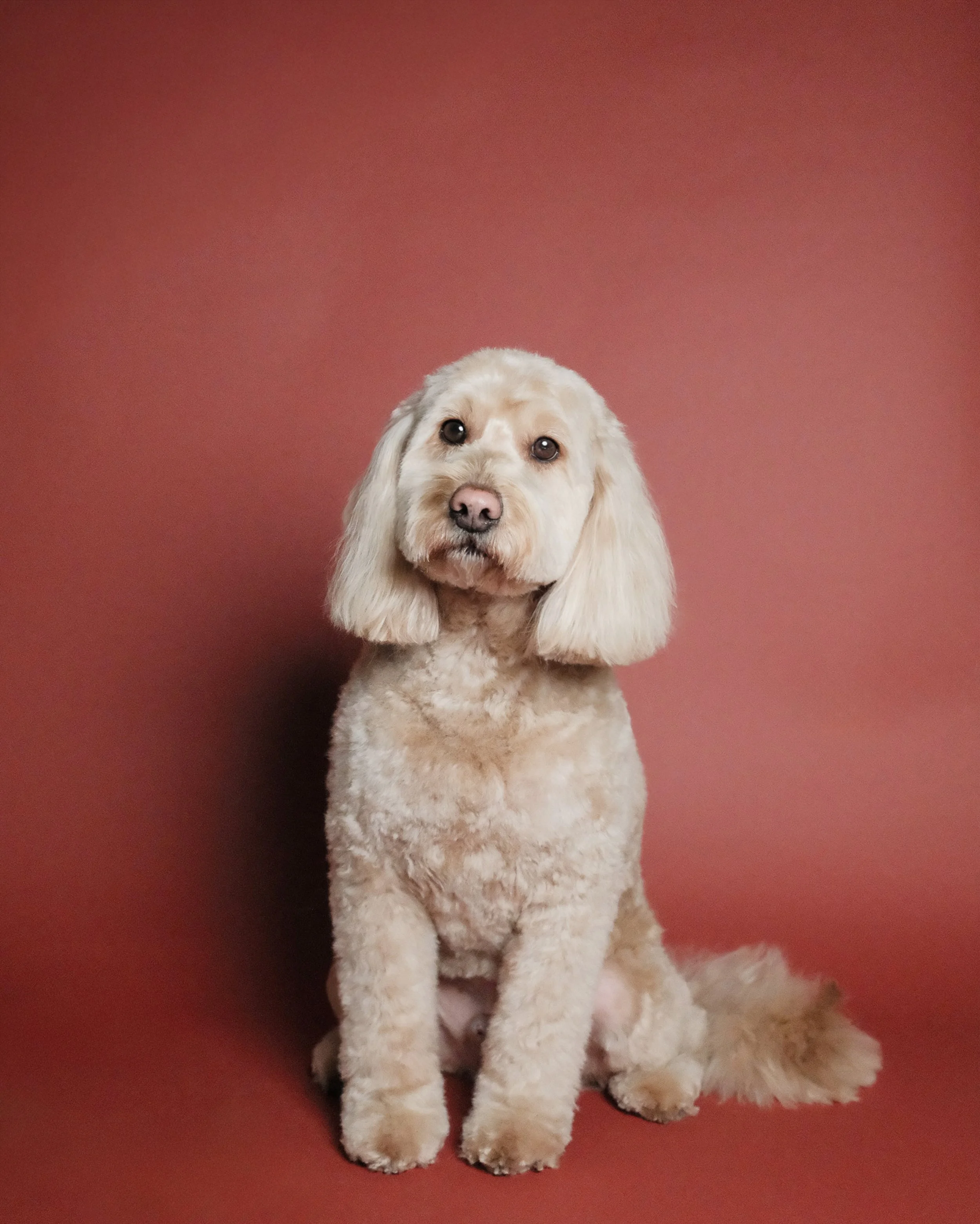 Marley x Nest Grooming Studio-1.jpg