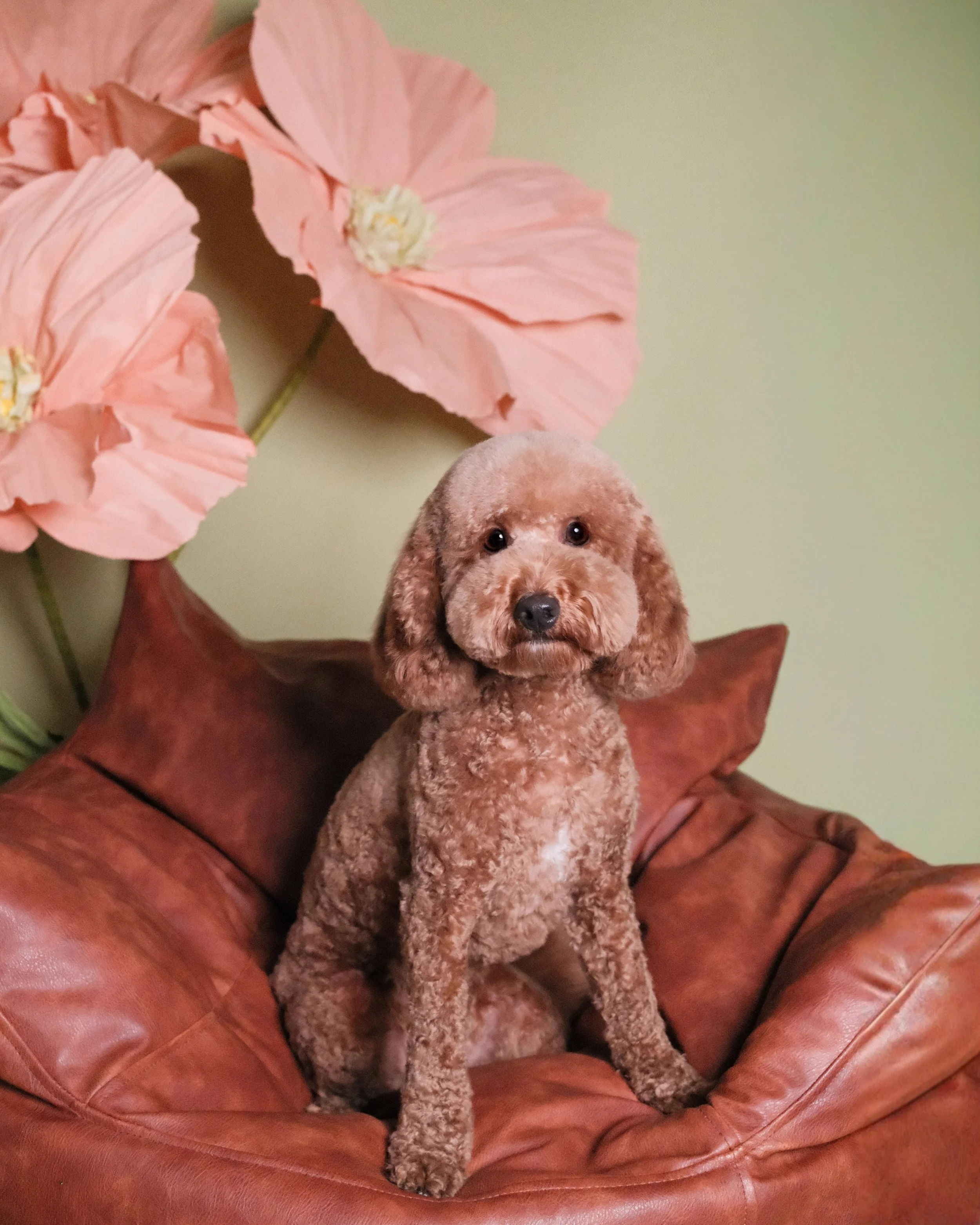 Willow - Nest Grooming Studio-2.jpg