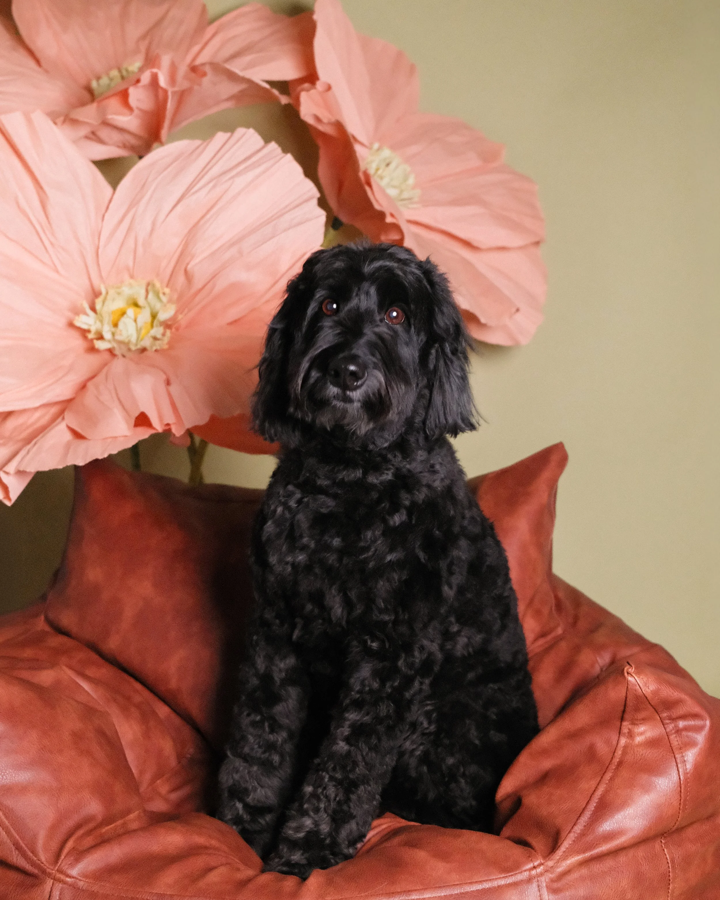 Luna - Nest Grooming Studio.jpg
