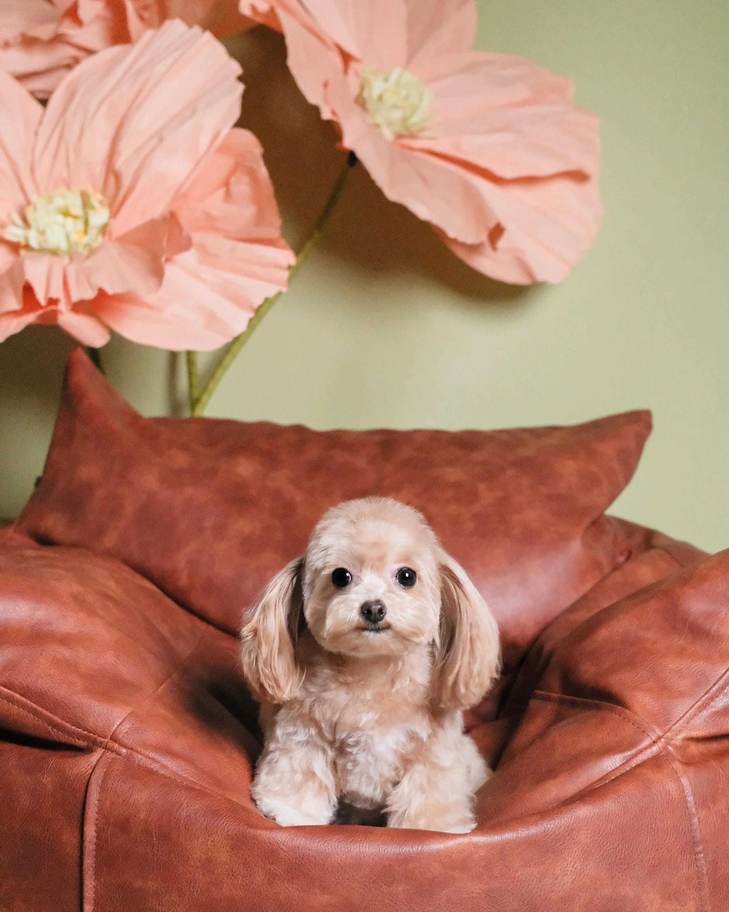 Ariel - Nest Grooming Studio.jpg