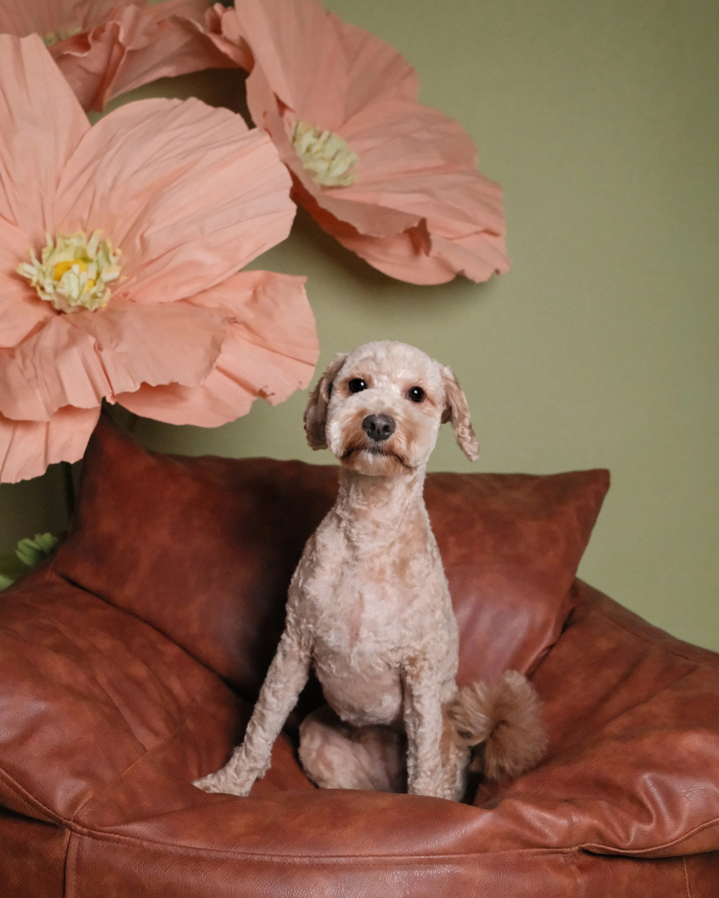 Bailey - Nest Grooming Studio.jpg