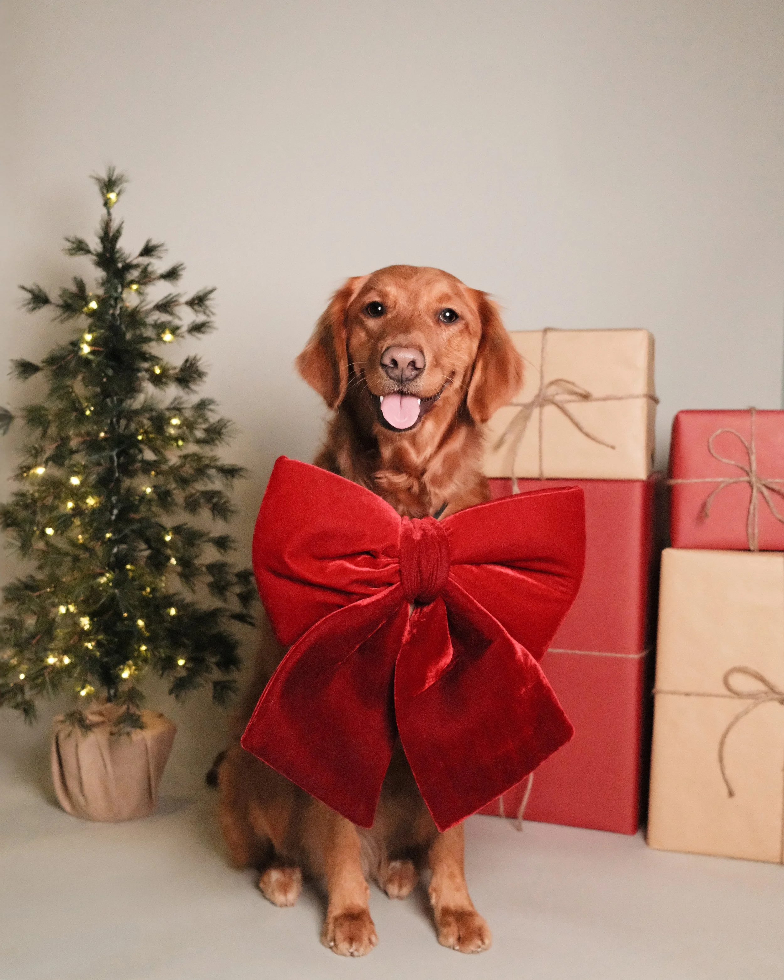 Evie x Nest Grooming Studio x Holidays.jpg
