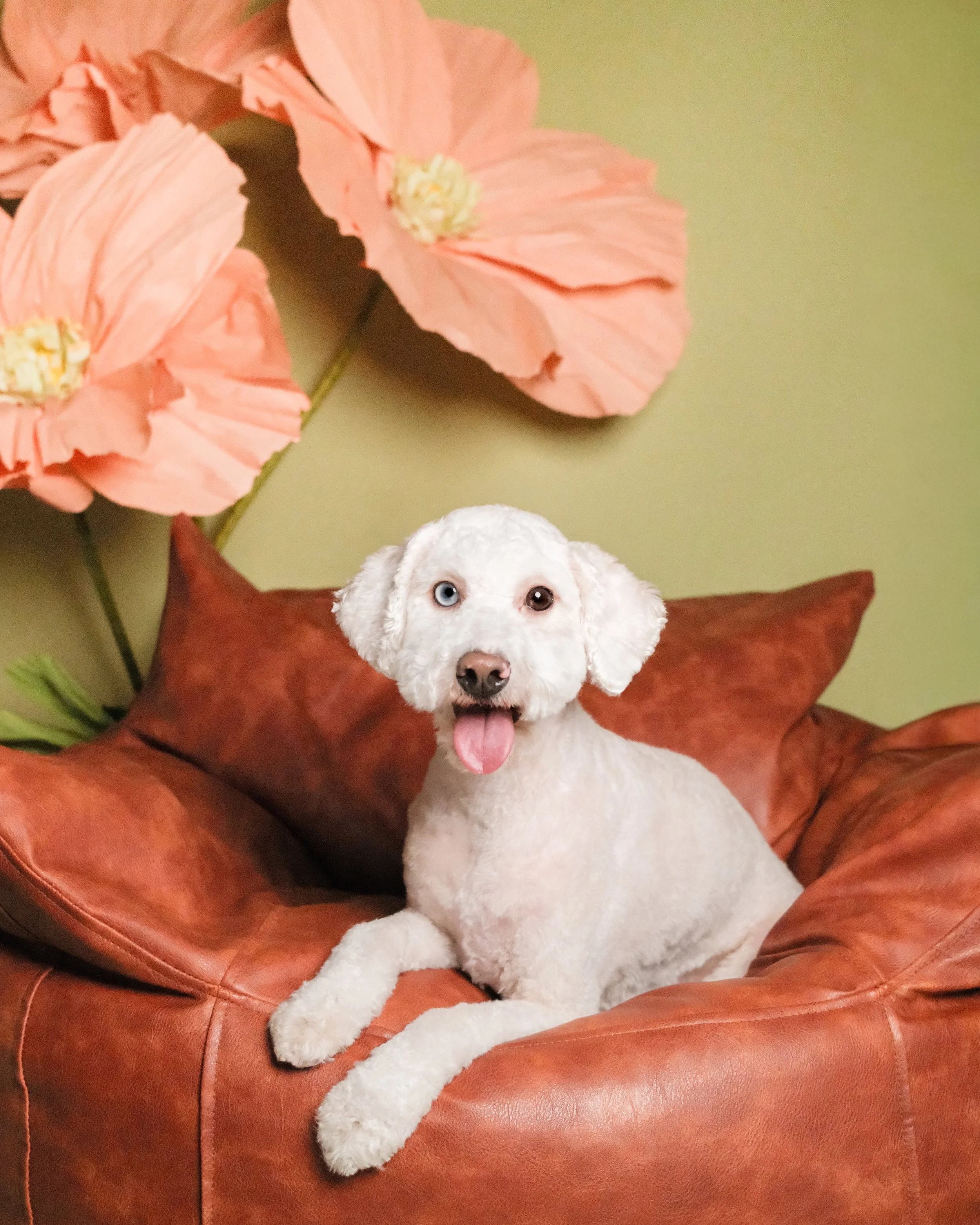 Churro - Nest Grooming Studio.jpg