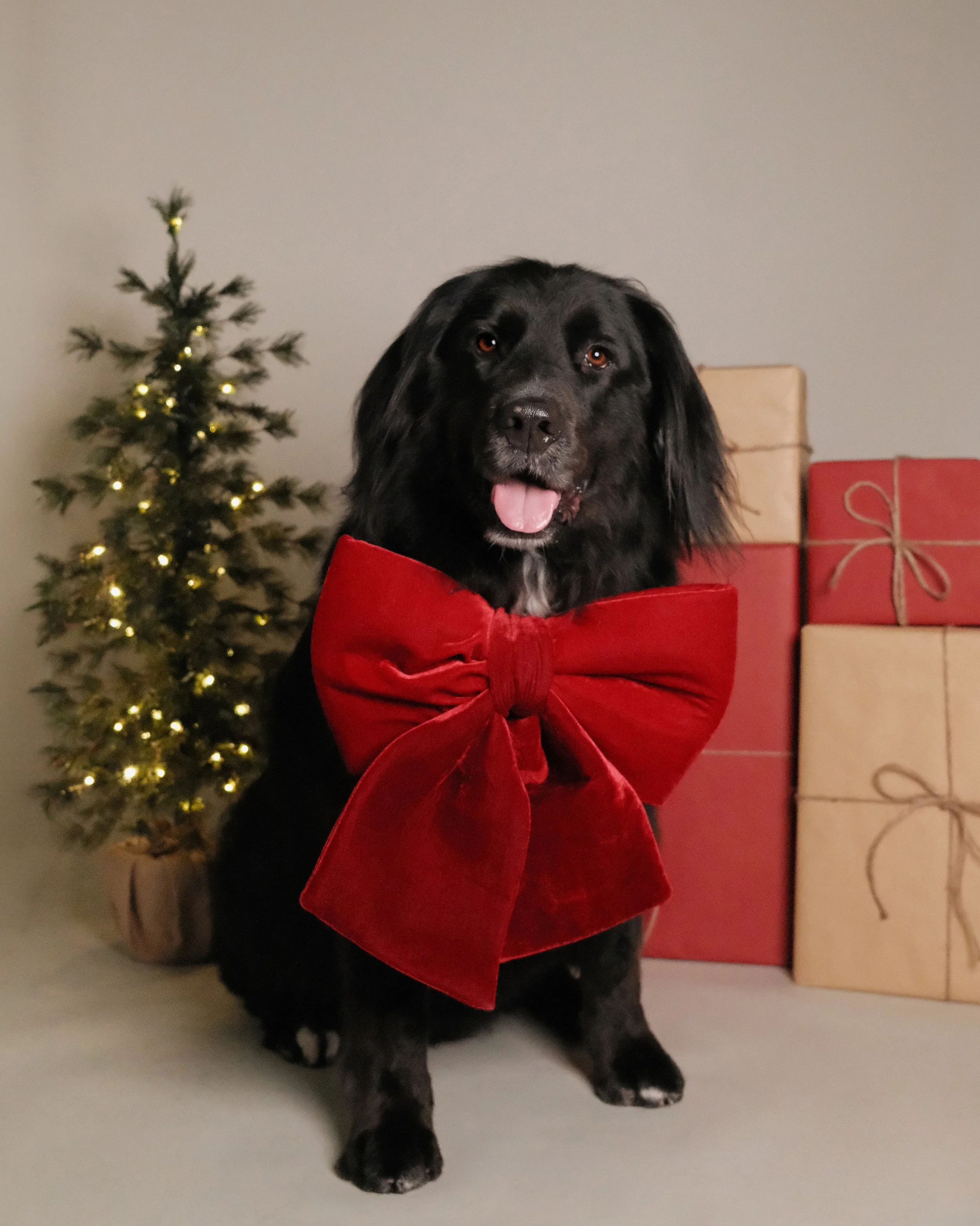 Doobie x Nest Grooming Studio x Holidays-1.jpg