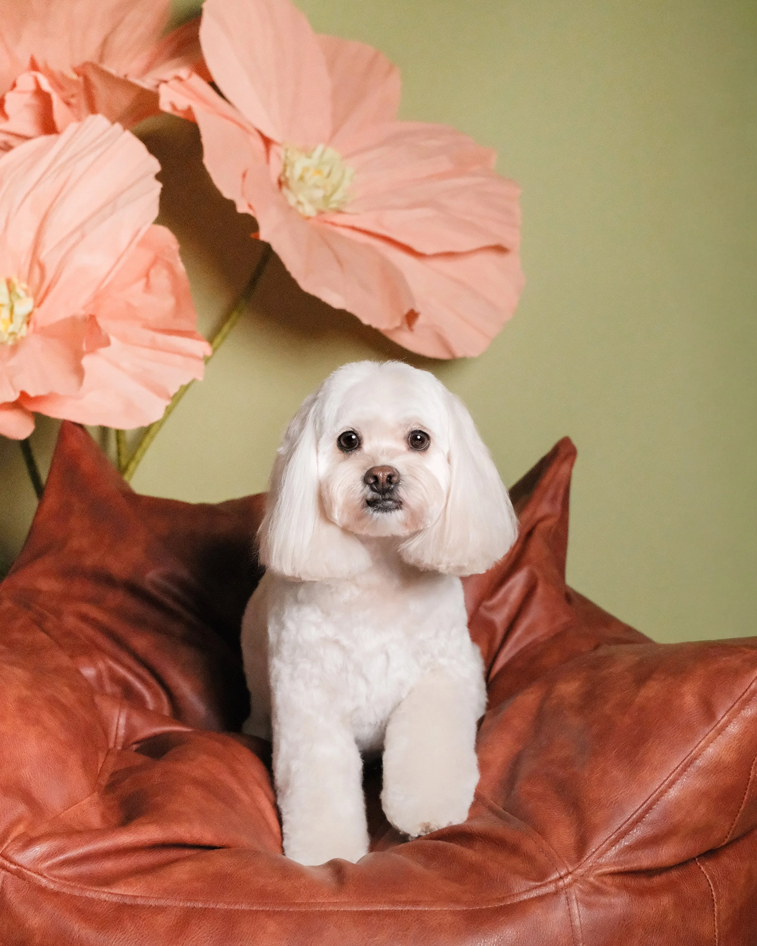 Maisie - Nest Grooming Studio.jpg