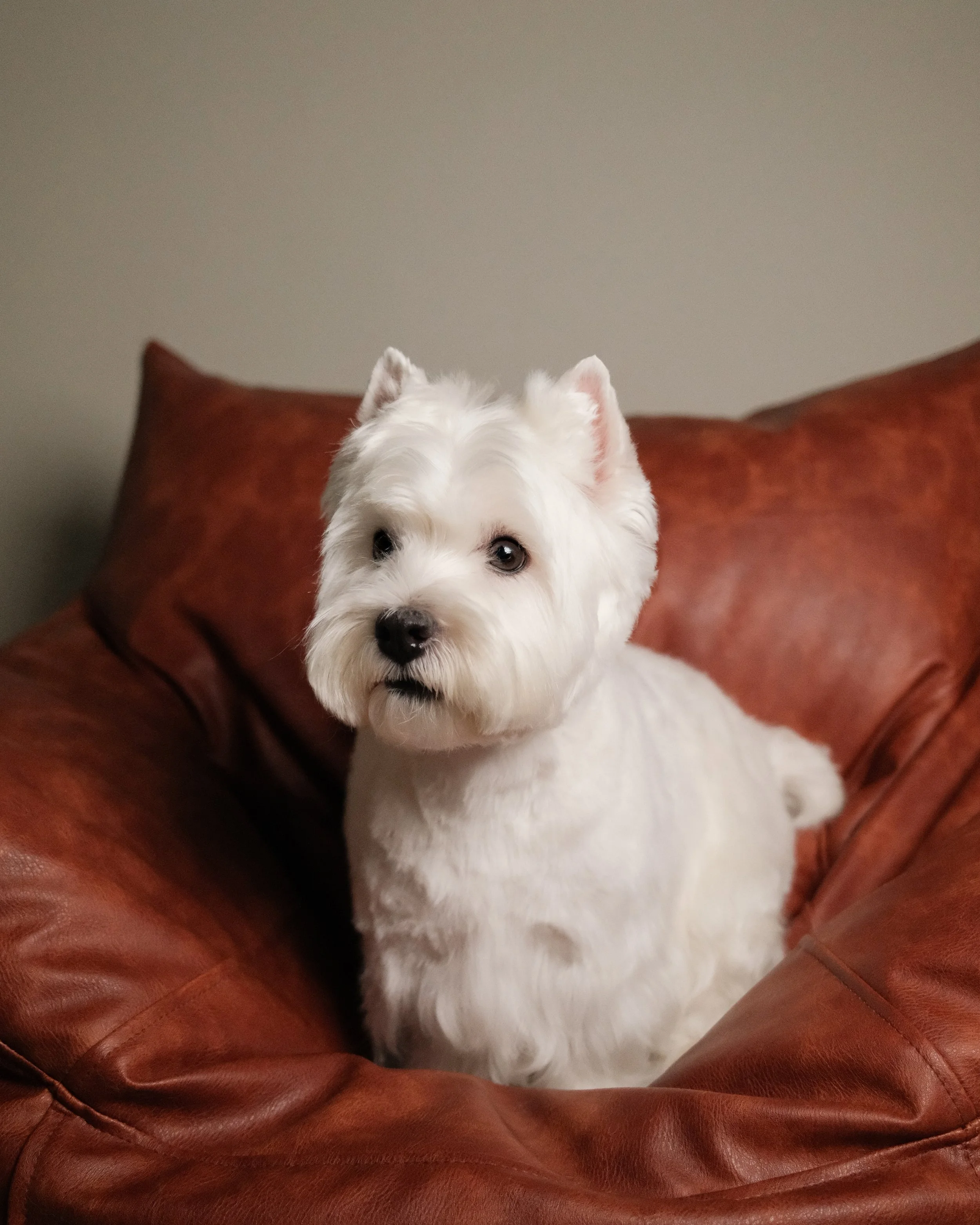 Luna & Leo x Nest Grooming Studio-4.jpg