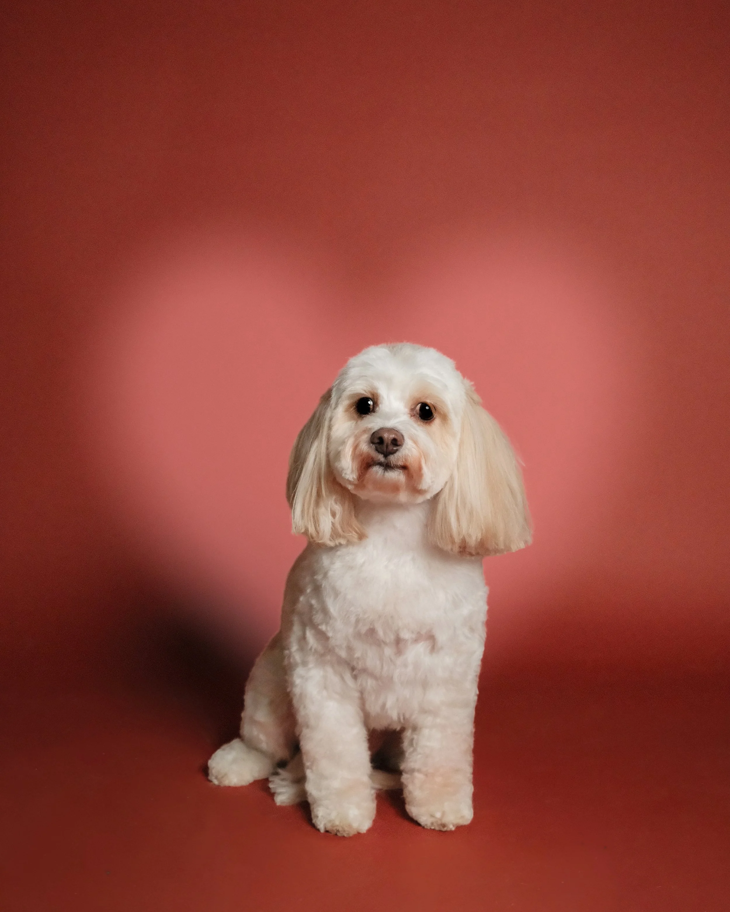 Campbell x Nest Grooming Studio.jpg