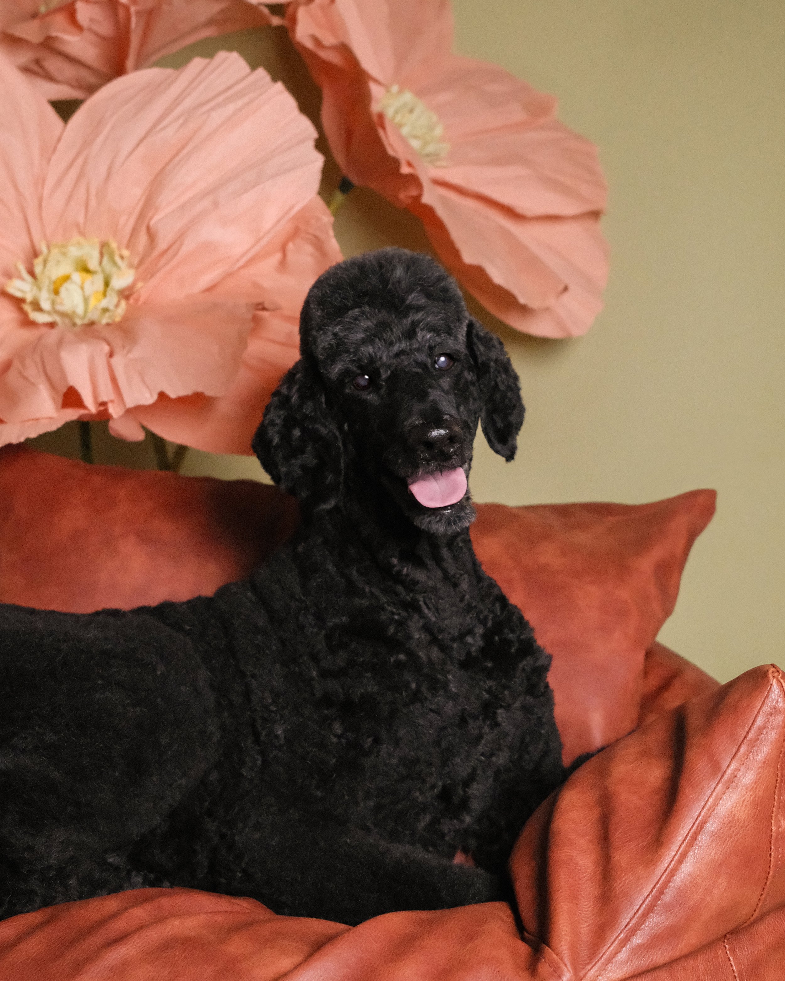 Oscar - Nest Grooming Studio.jpg