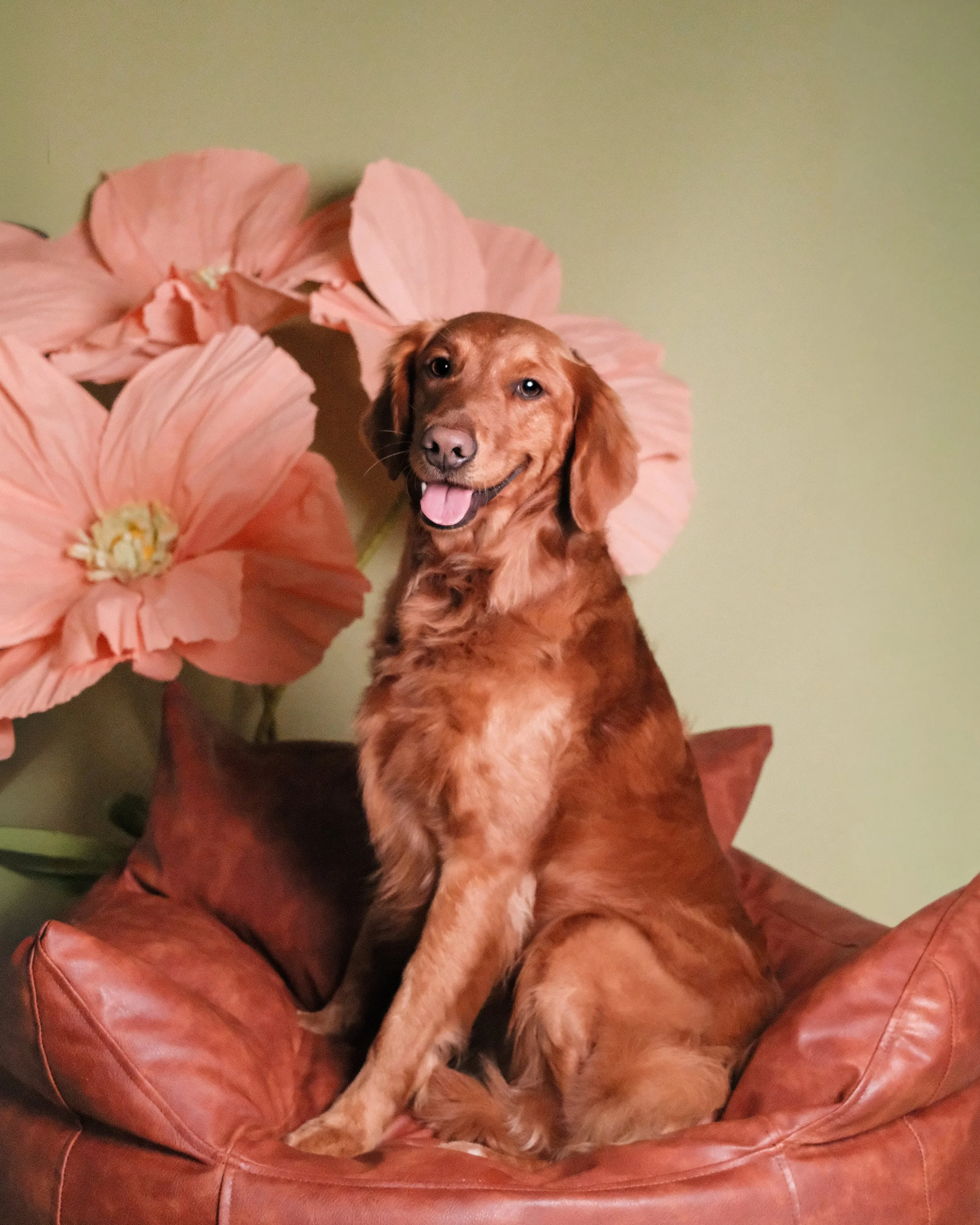 Evie - Nest Grooming Studio.jpg