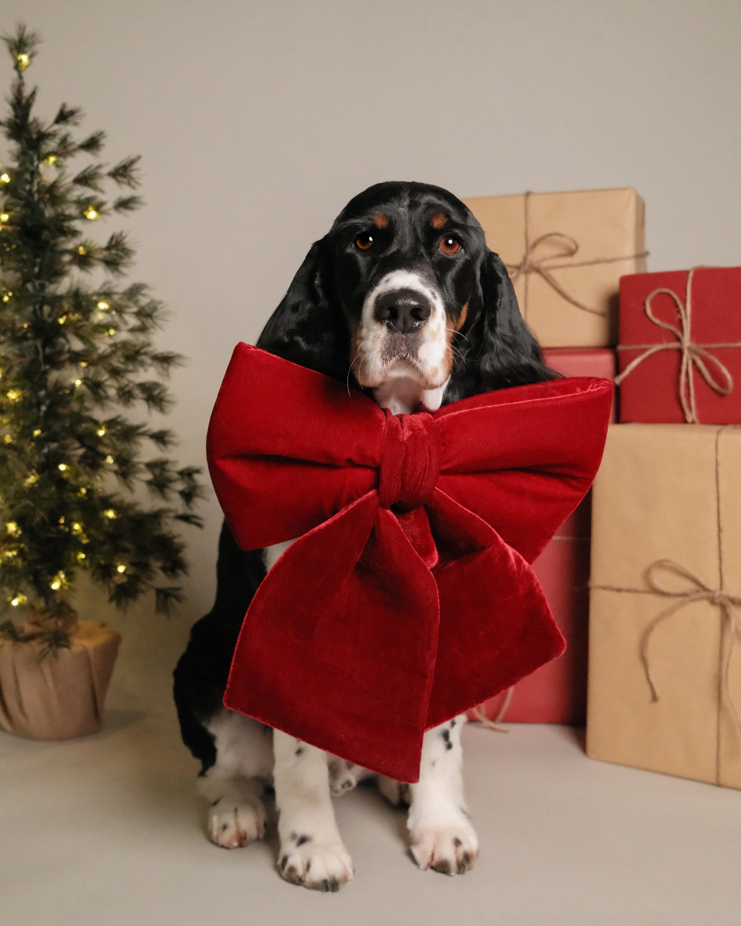 Gus x Nest Grooming Studio x Holidays-2.jpg