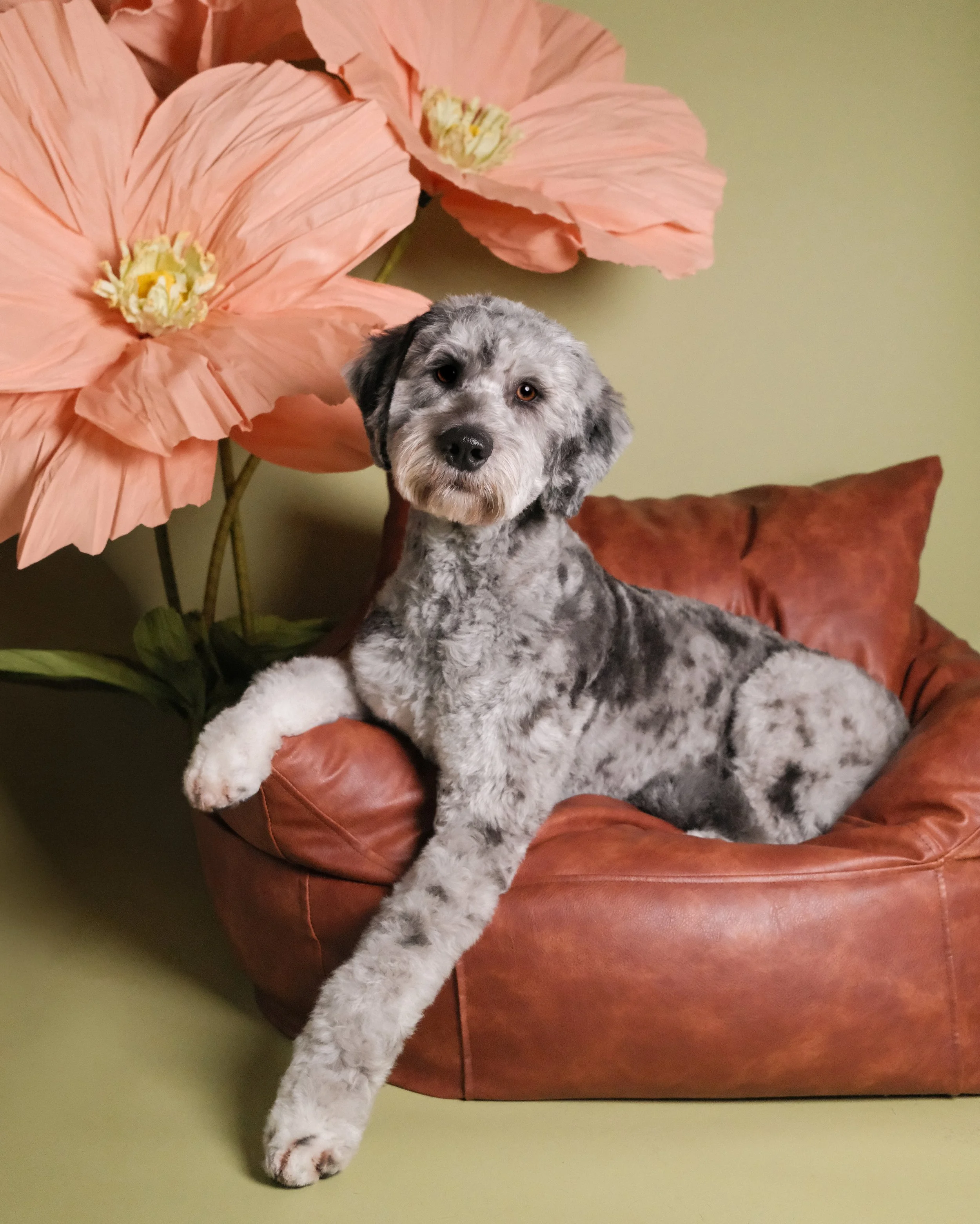 Bailey - Nest Grooming Studio.jpg