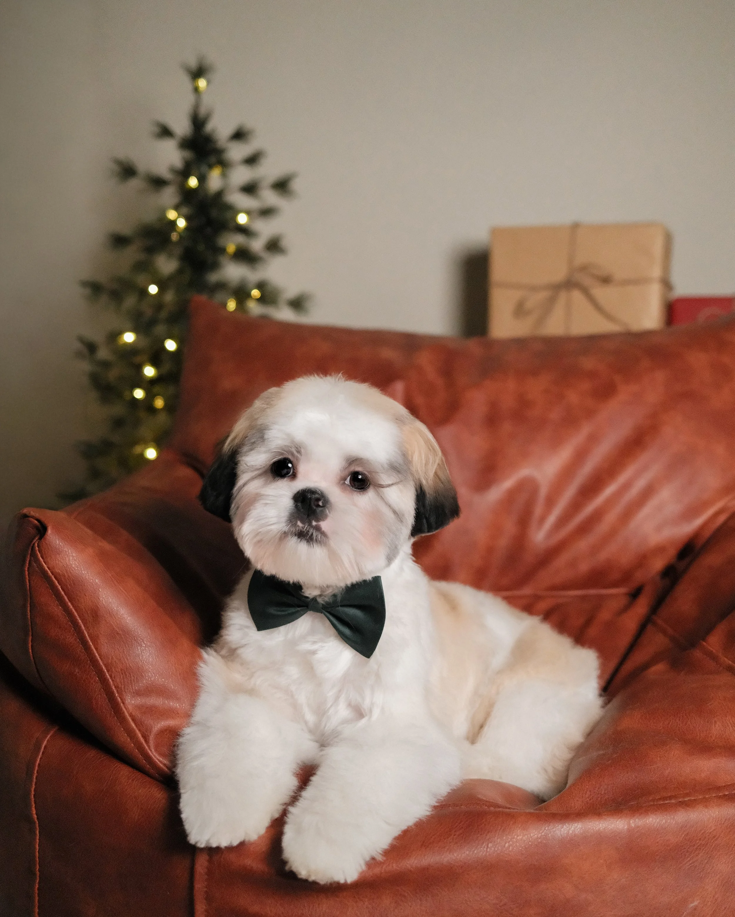 Hiraya x Nest Grooming Studio x Holidays.jpg