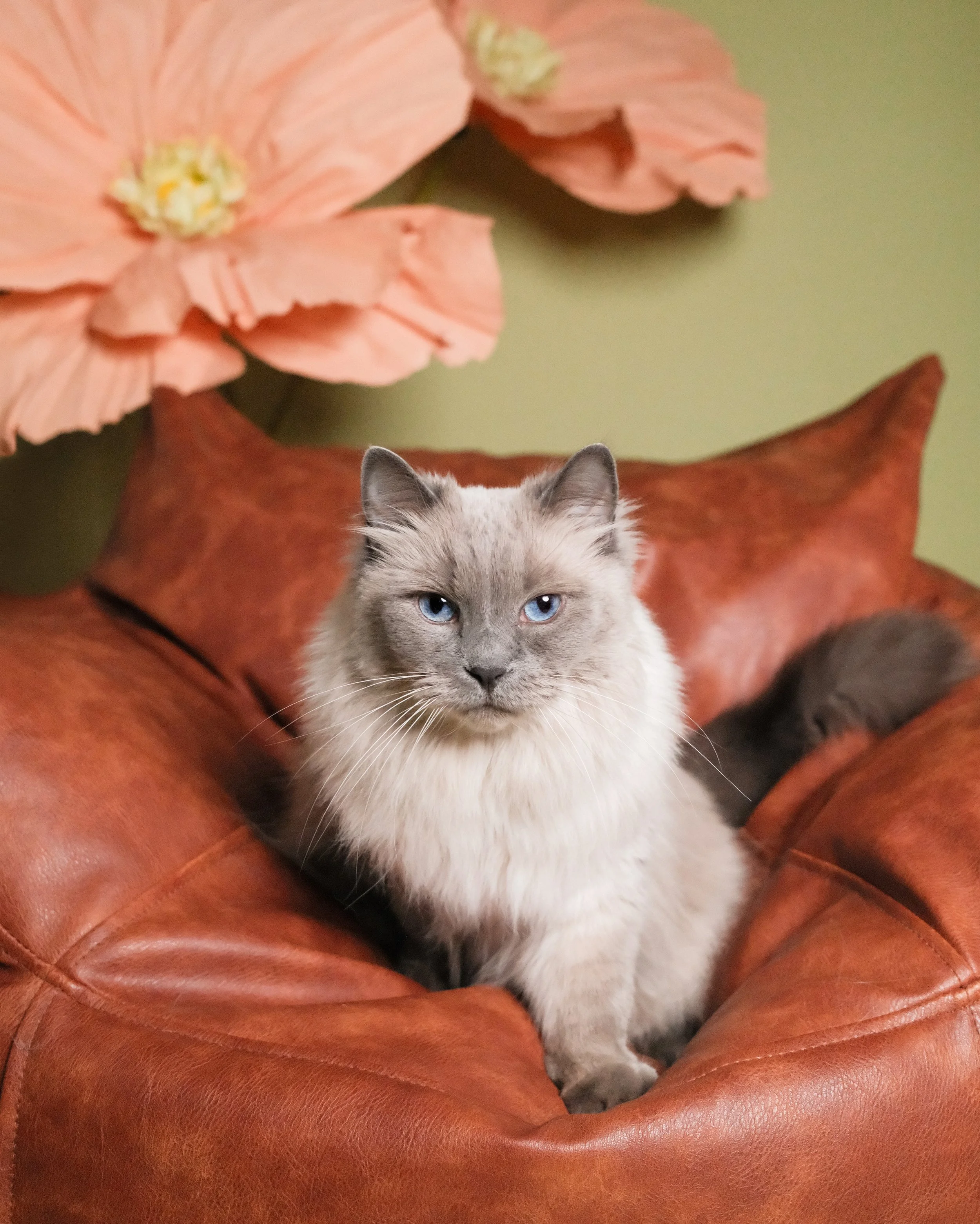 Mimi - Nest Grooming Studio.jpg