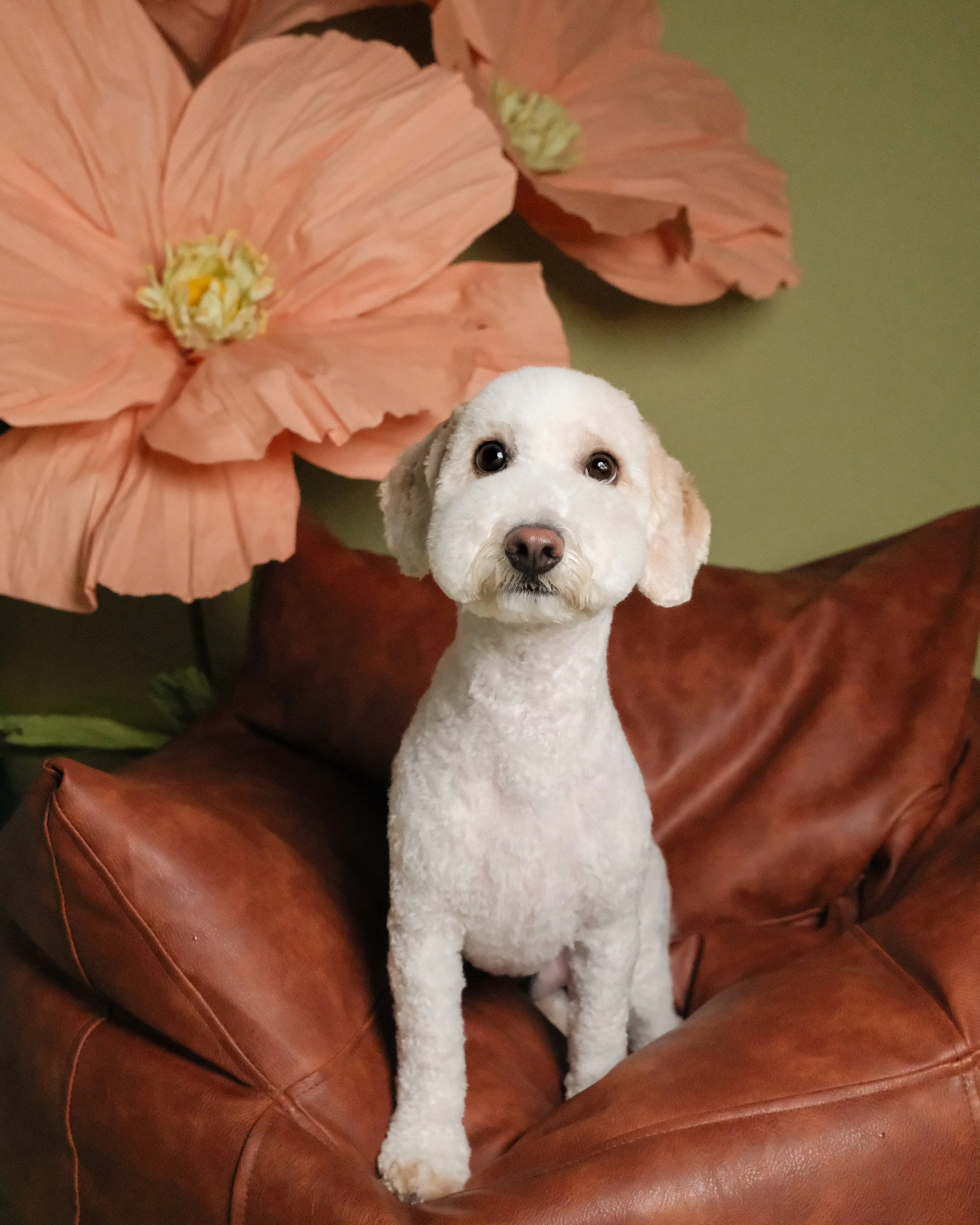 Teddy - Nest Grooming Studio.jpg