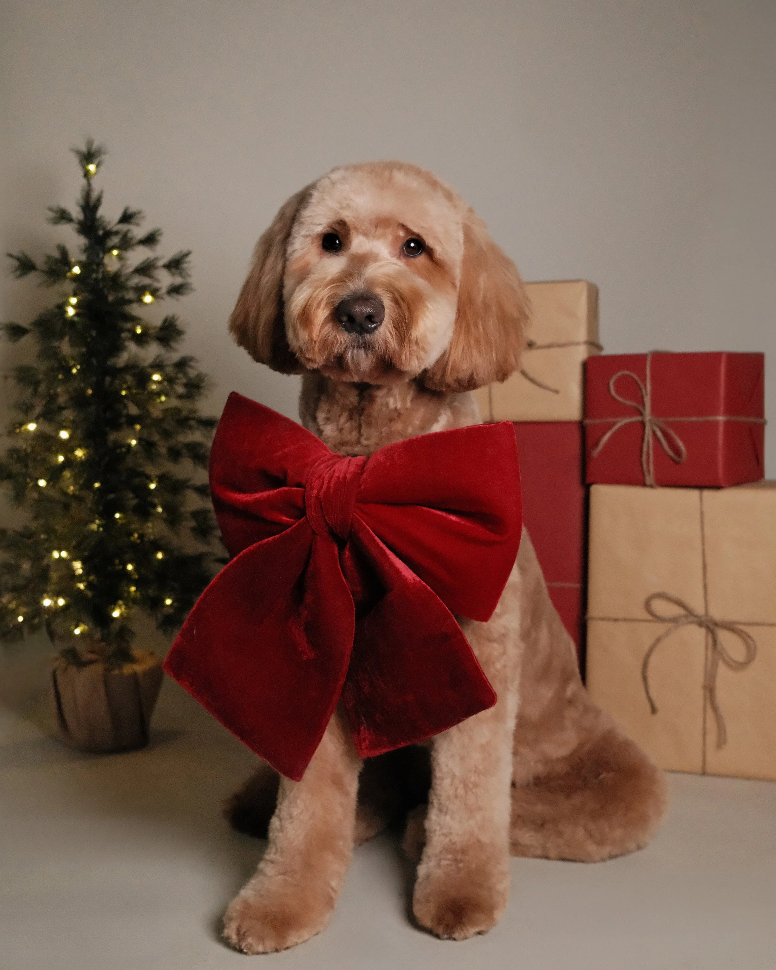 Ace x Nest Grooming Studio x Holidays.jpg