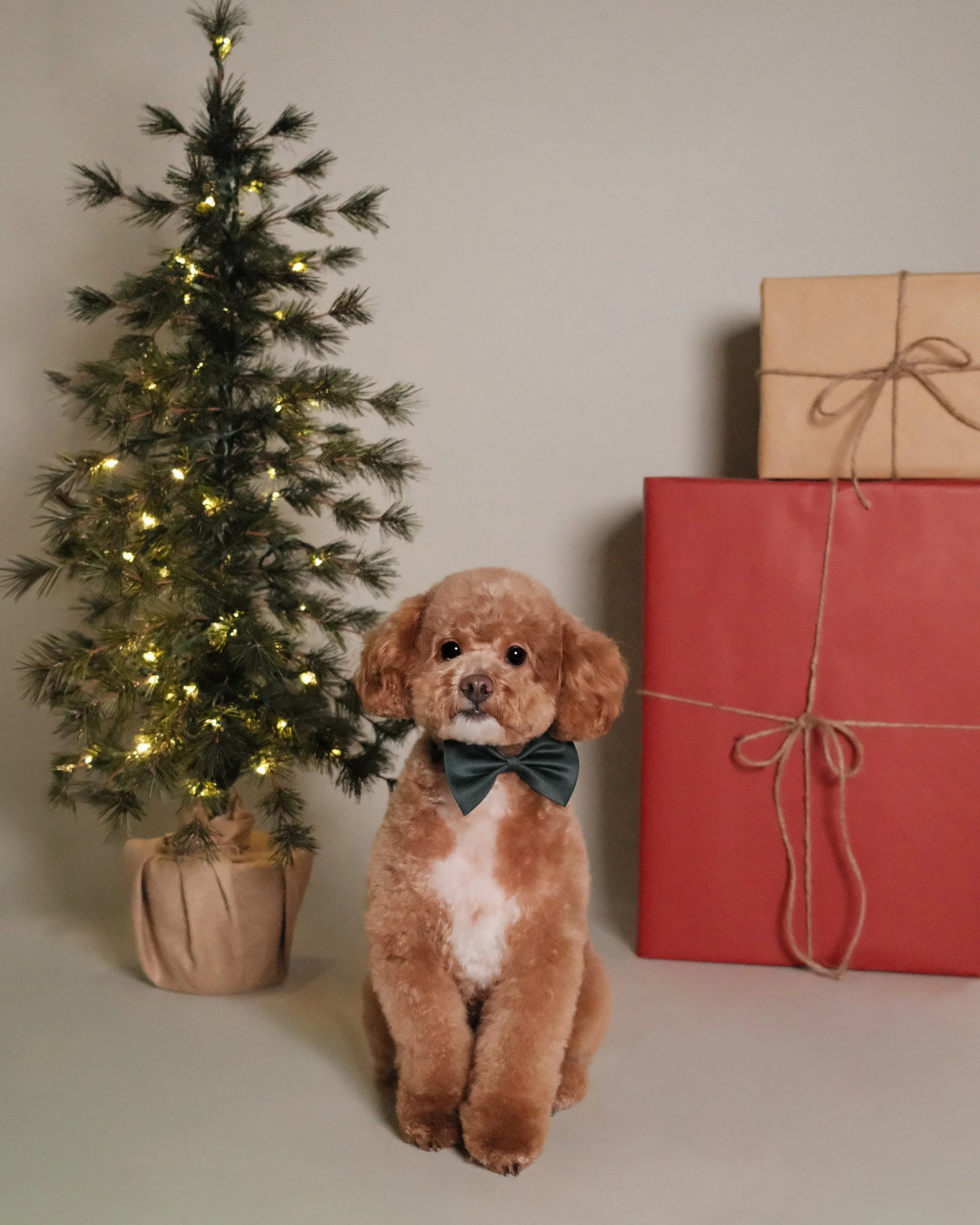Milo x Nest Grooming Studio x Holidays-1.jpg
