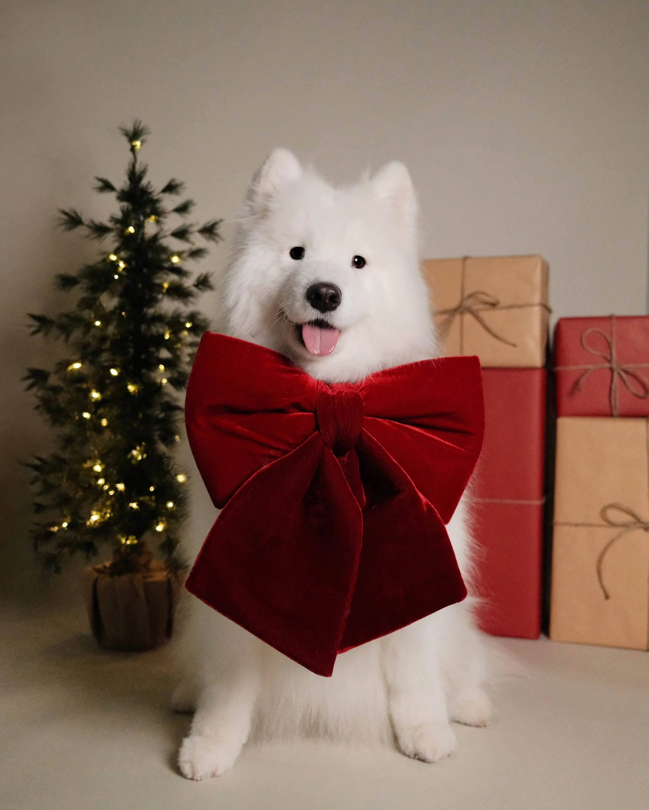 Juno x Nest Grooming Studio x Holidays.jpg